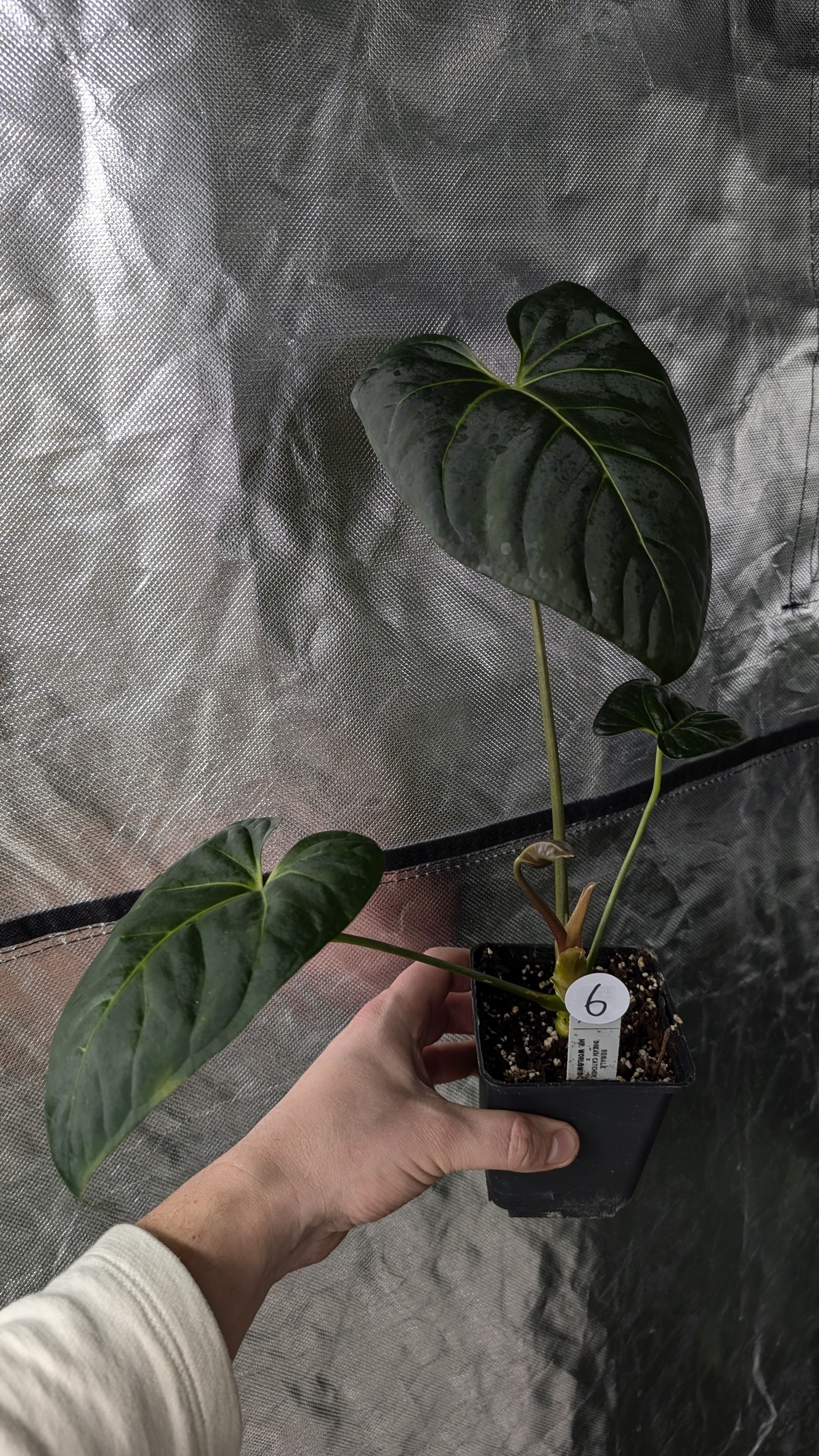 Anthurium Regale 'Dream Catcher' x Mr. Worldwide – Curious Plants