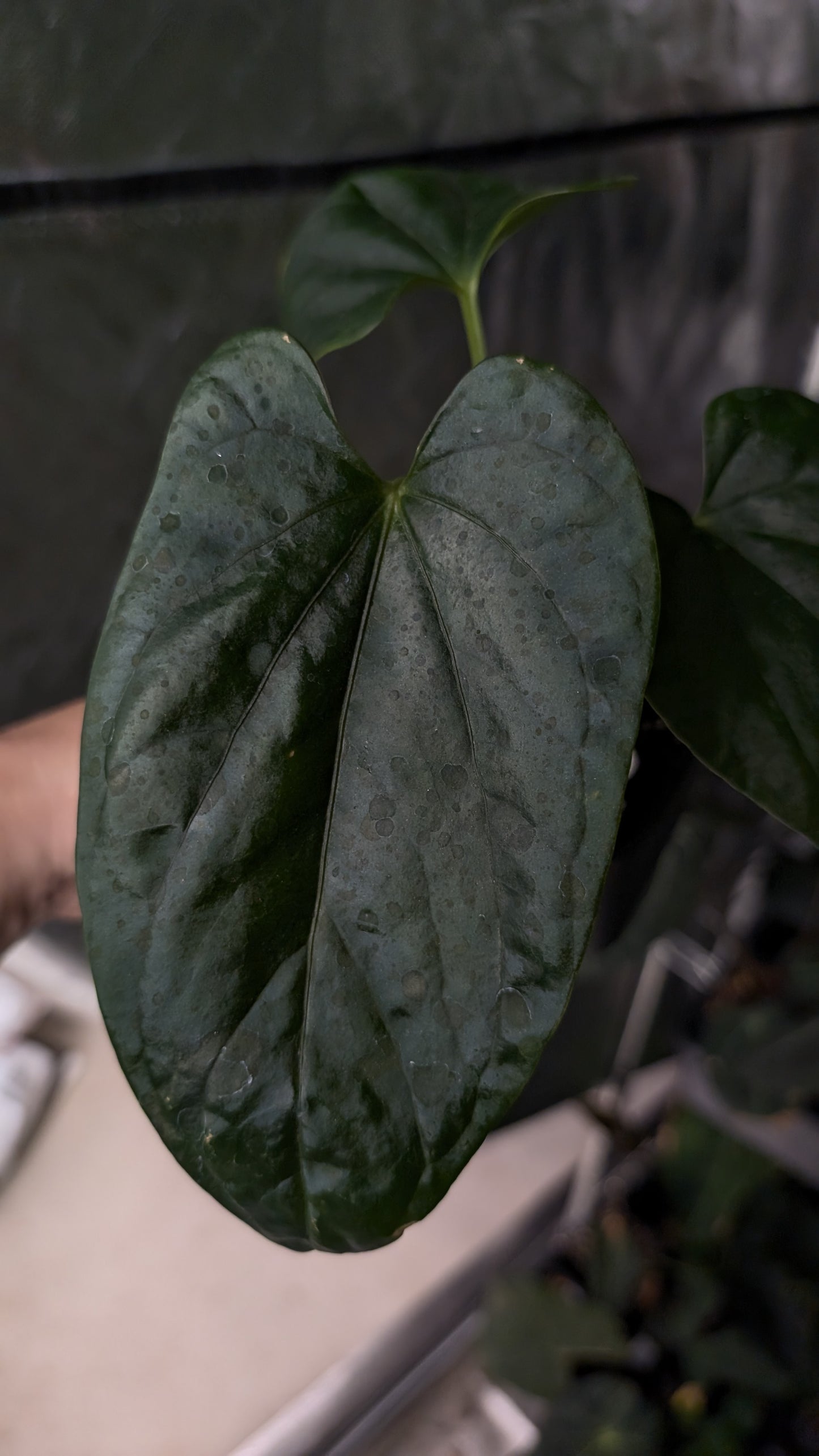 Anthurium Mr Worldwide x Debile (also sometimes called Debilis)