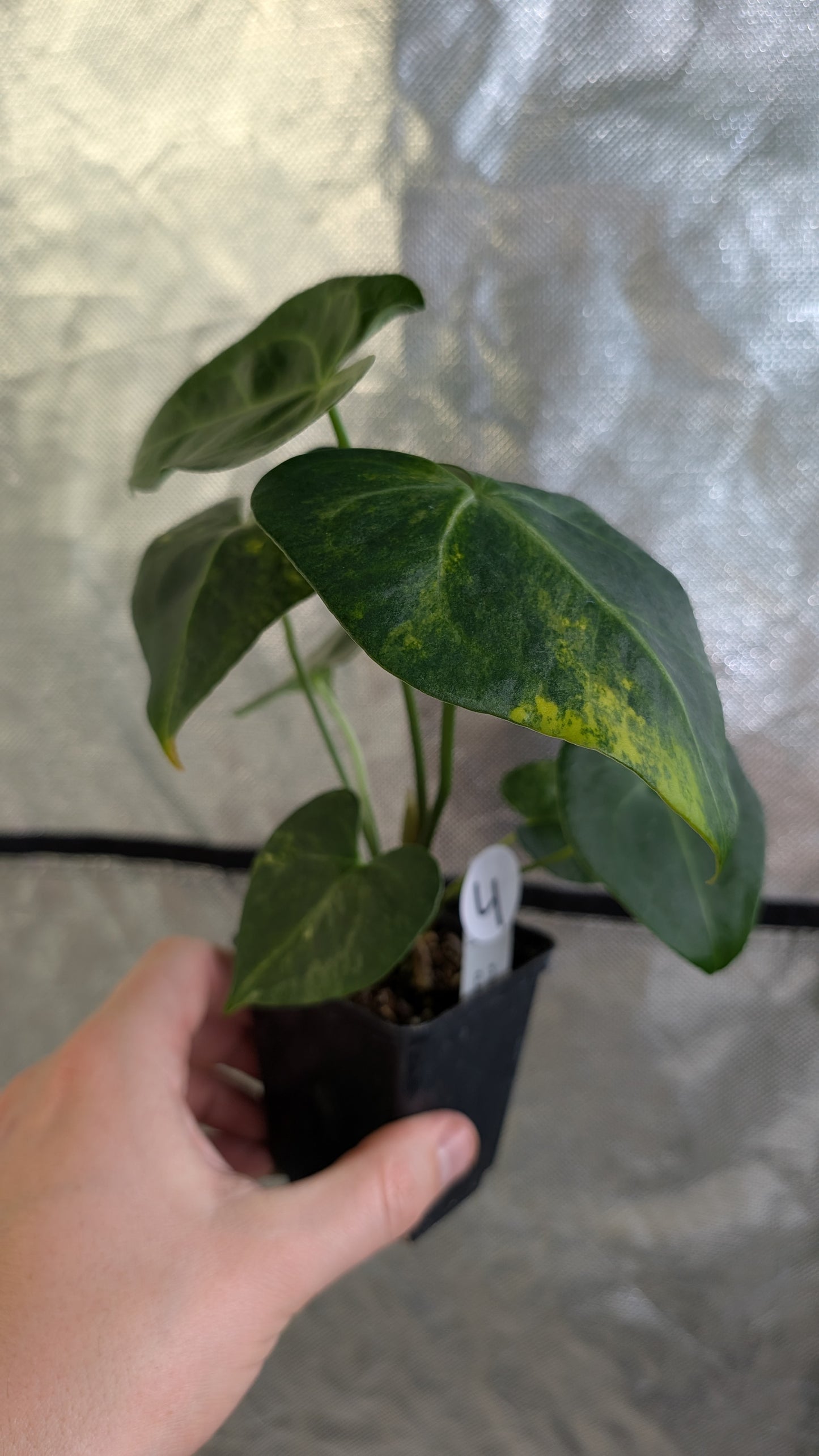 Variegated Anthurium Pterodactyl variegata x Clarinervium