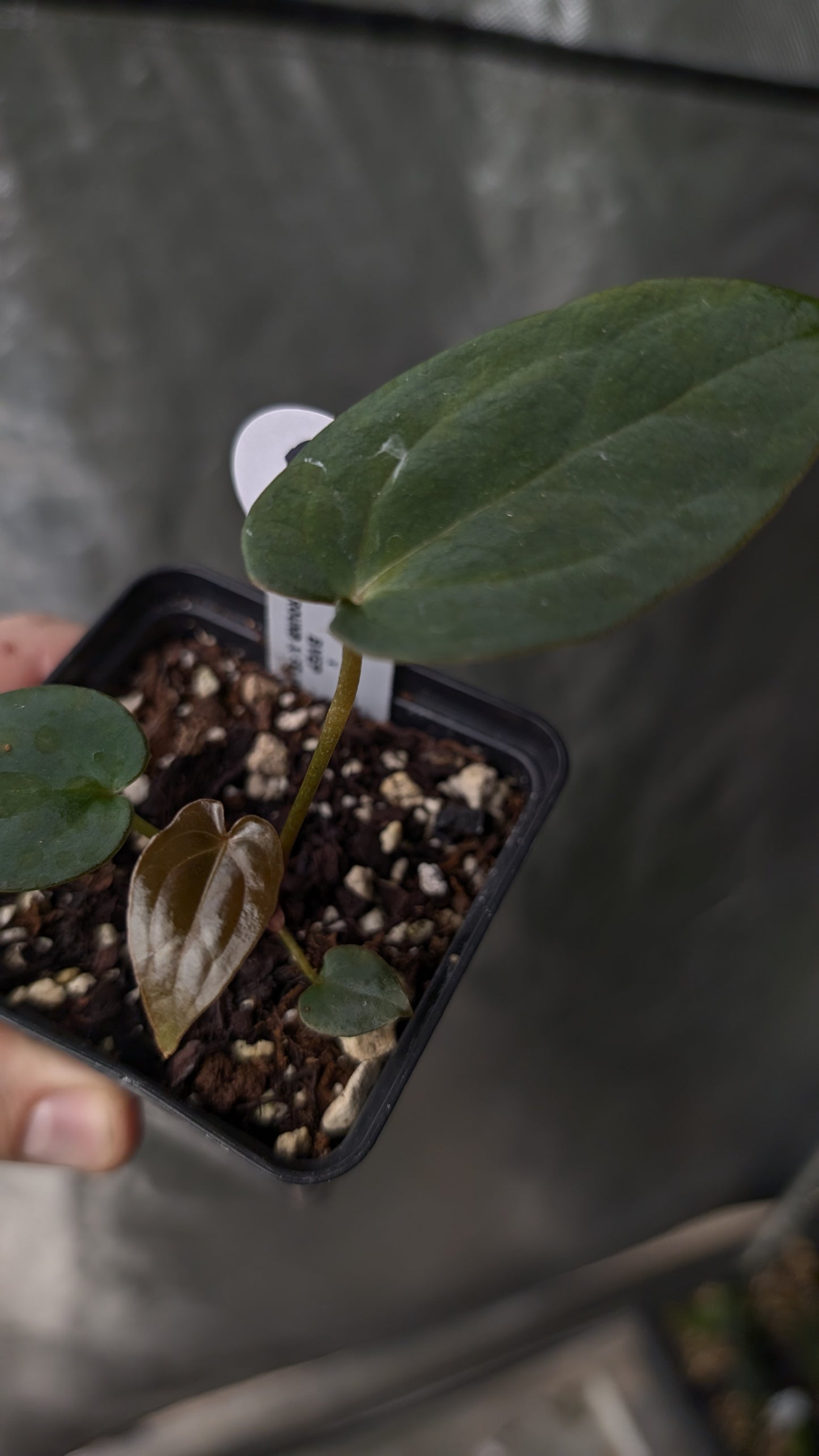 Anthurium Ace of Spagetii x BVEP 'Round x Felix'