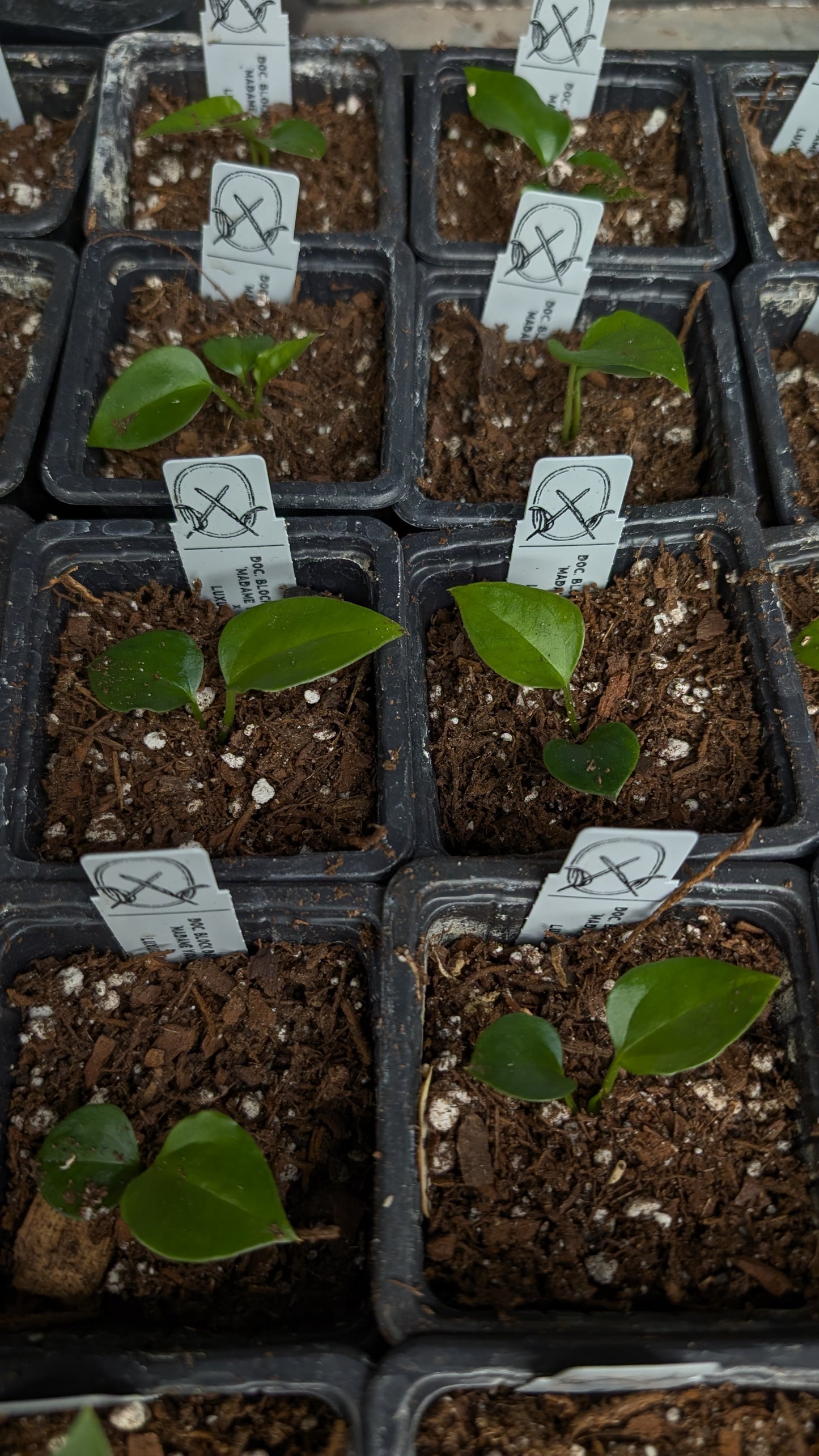 Anthurium 'Madame Violette' x Luxurians seedlings