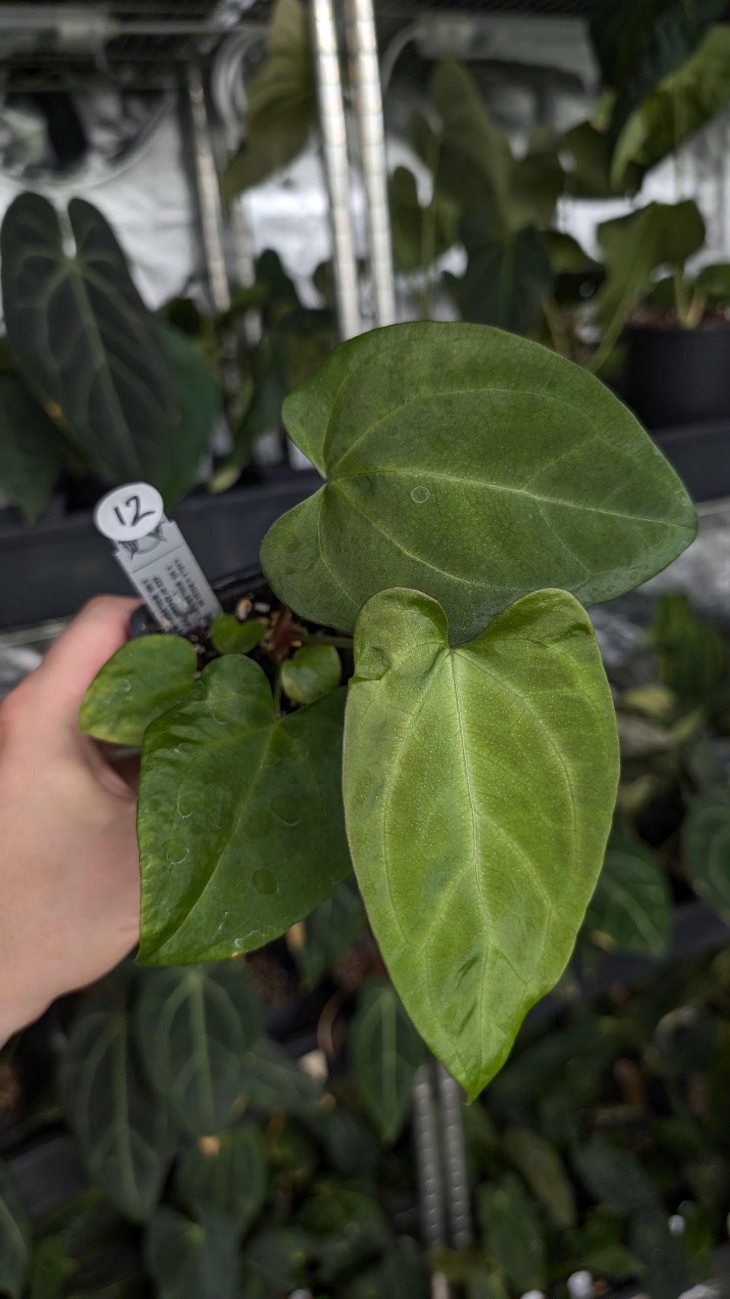 Anthurium [Carlablackiae x Dressleri Rio Guanche x Mr. Worldwide] x [Ace of Spagetii x Mr Worldwide]
