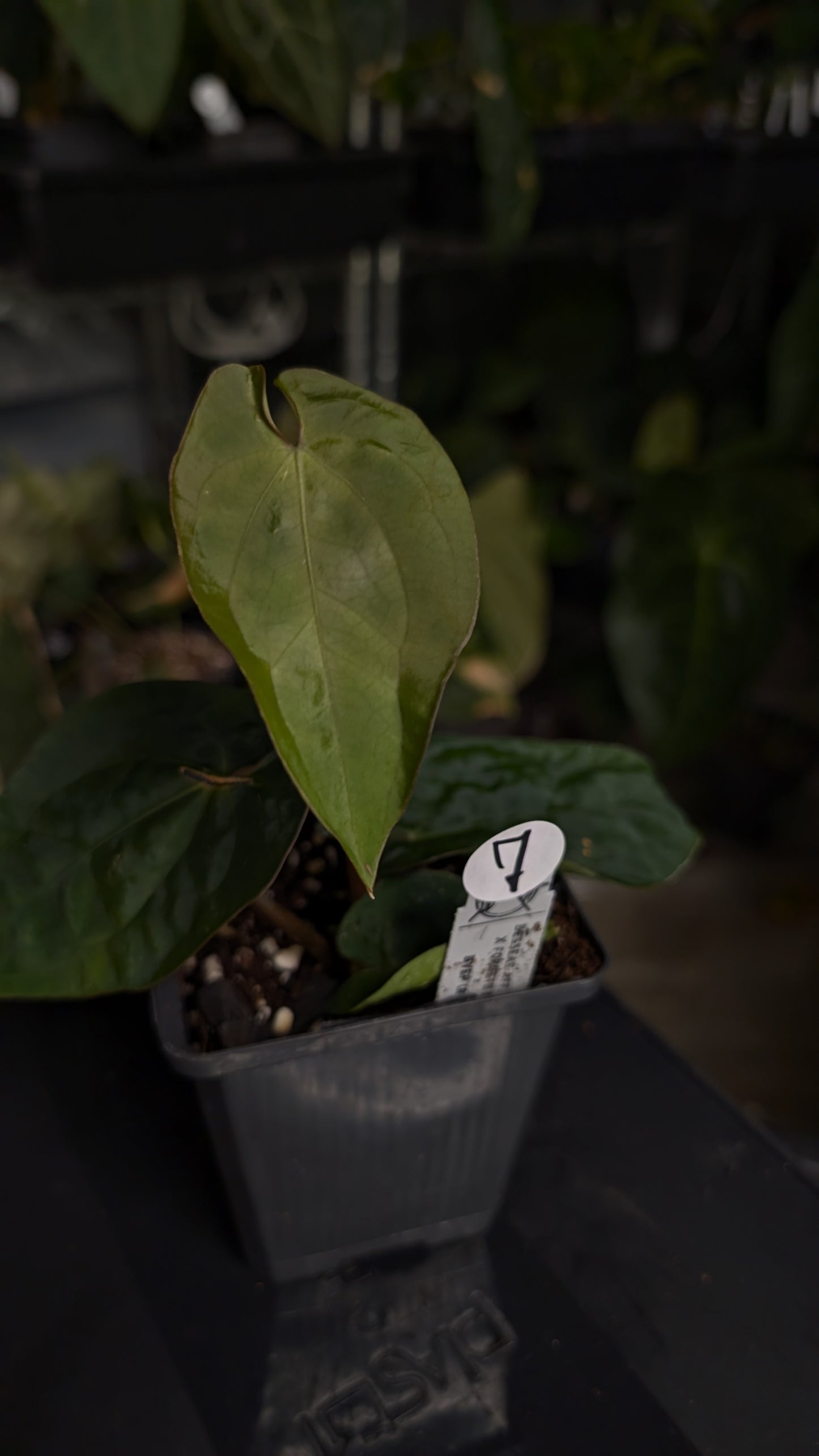 Anthurium [Besseae aff. x Forgetii dark] x BVEP Round x Felix