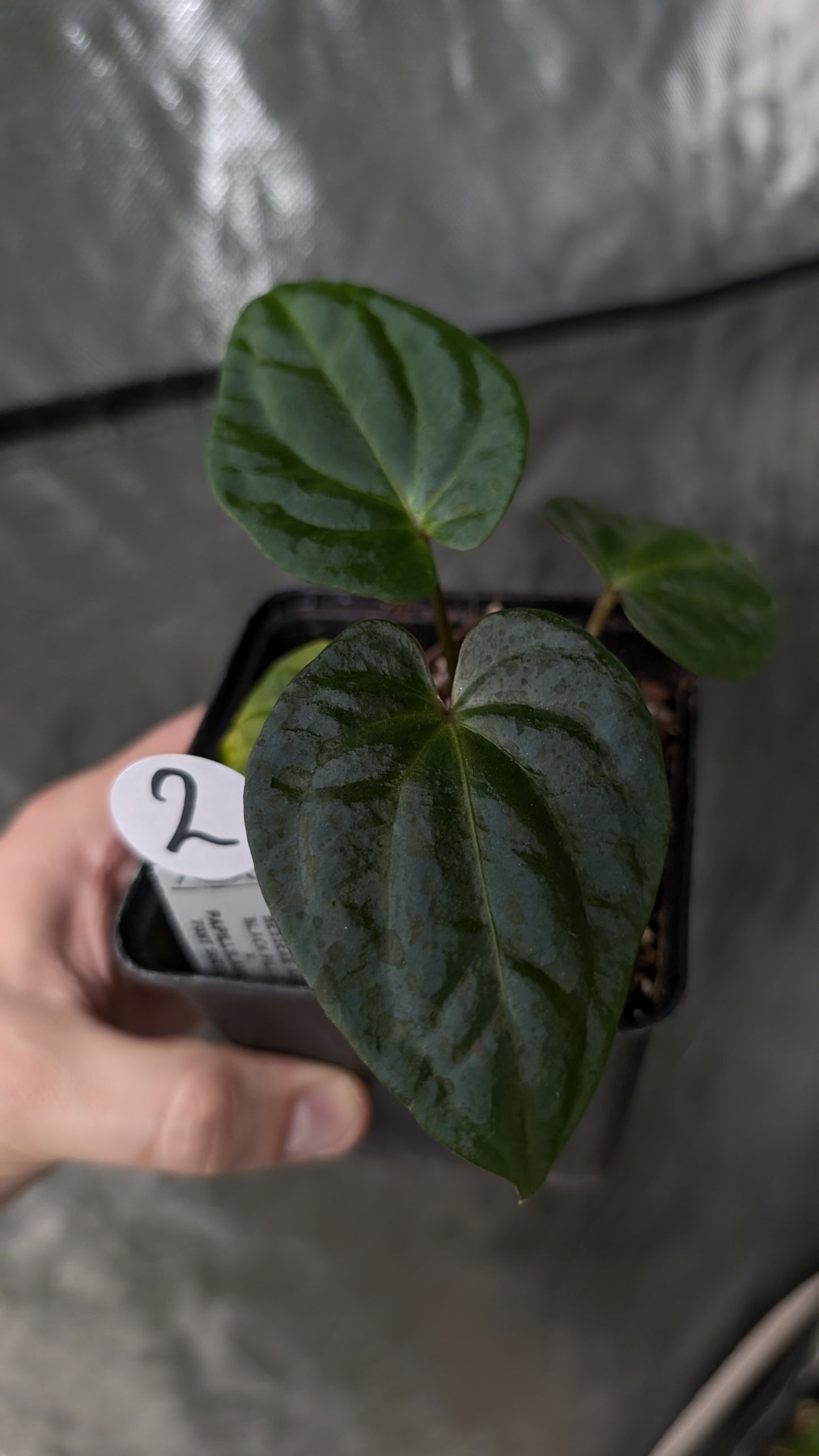 Anthurium Besseae aff 'Black Pillow' x Papillilaminum 'Fort Sherman'