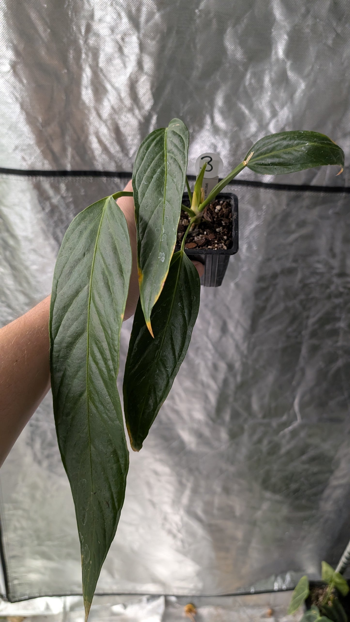 Anthurium Spectabile