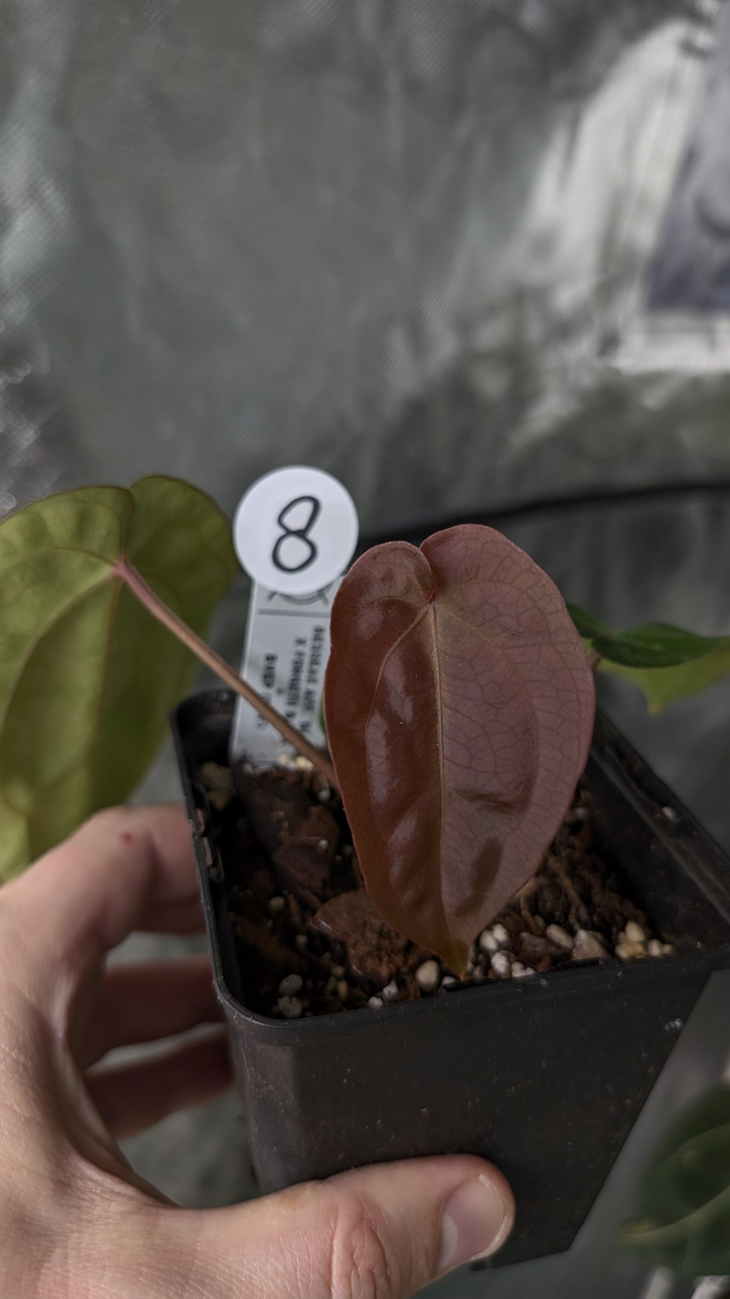 Anthurium [Besseae aff. x Forgetii dark] x BVEP Round x Felix