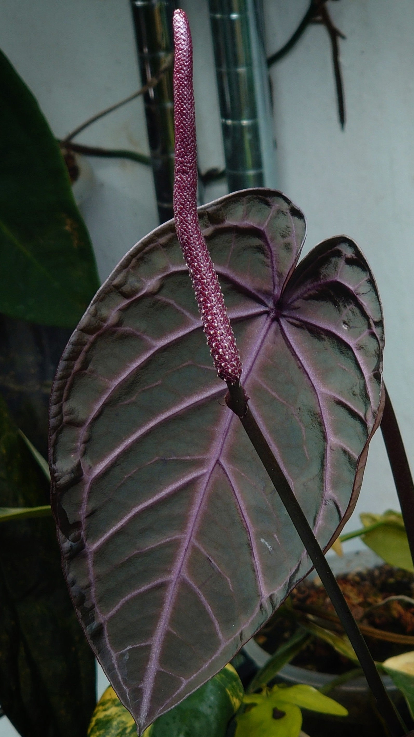 anthurium besseae aff dark form Anthurium Doc Block Zara x Michelle 'Selected Dark Form' x Besseae aff – Curious Plants