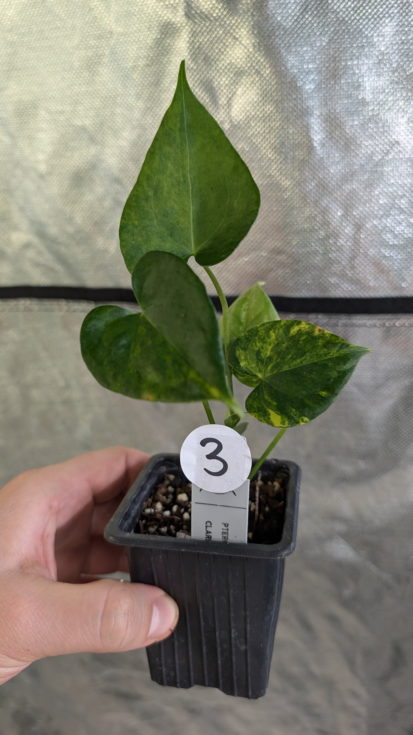 Variegated Anthurium Pterodactyl variegata x Clarinervium