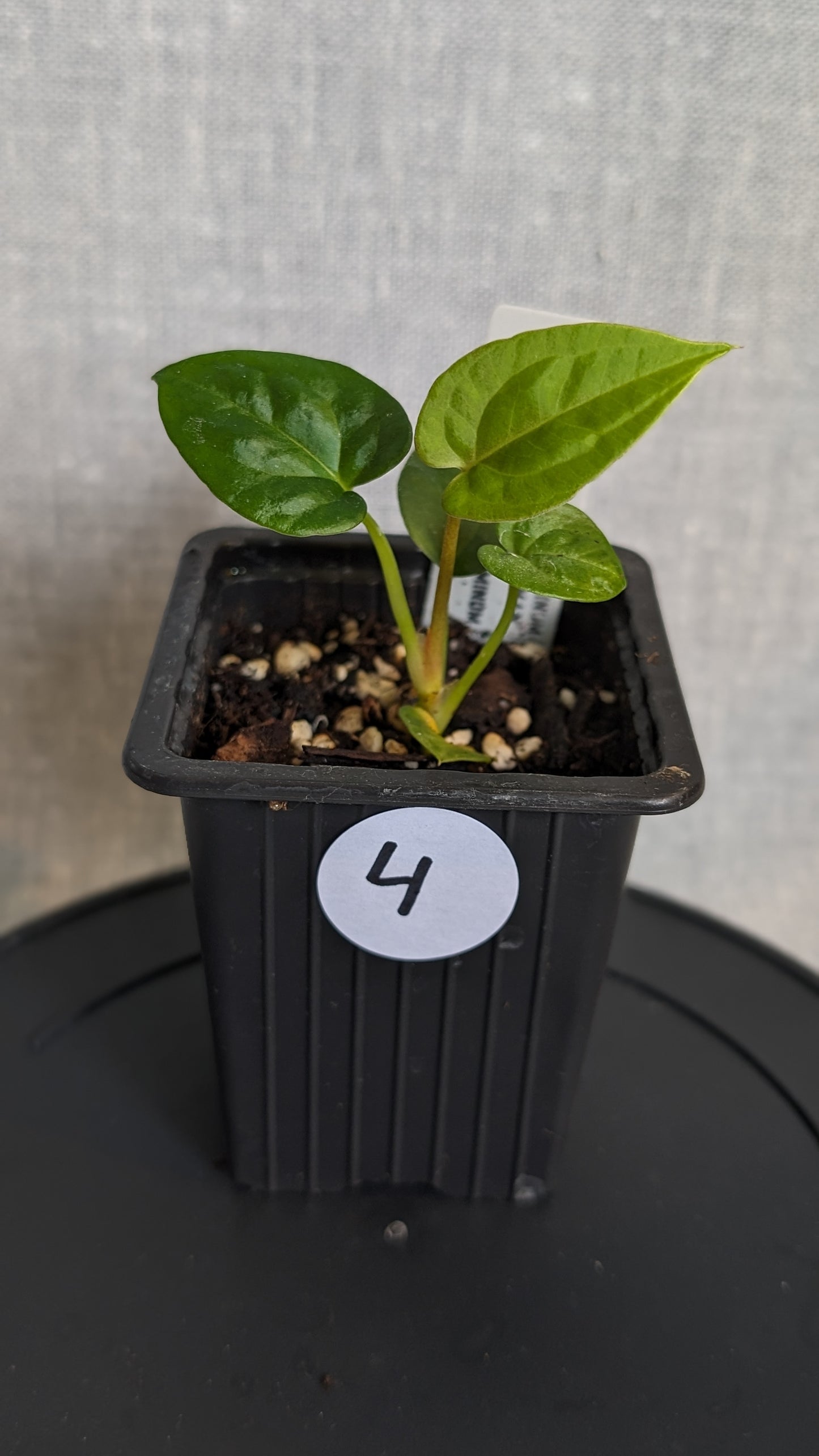 Anthurium Papillilaminum 'Fort Sherman' x Papillilaminum 'Daniel' - Big Seedling