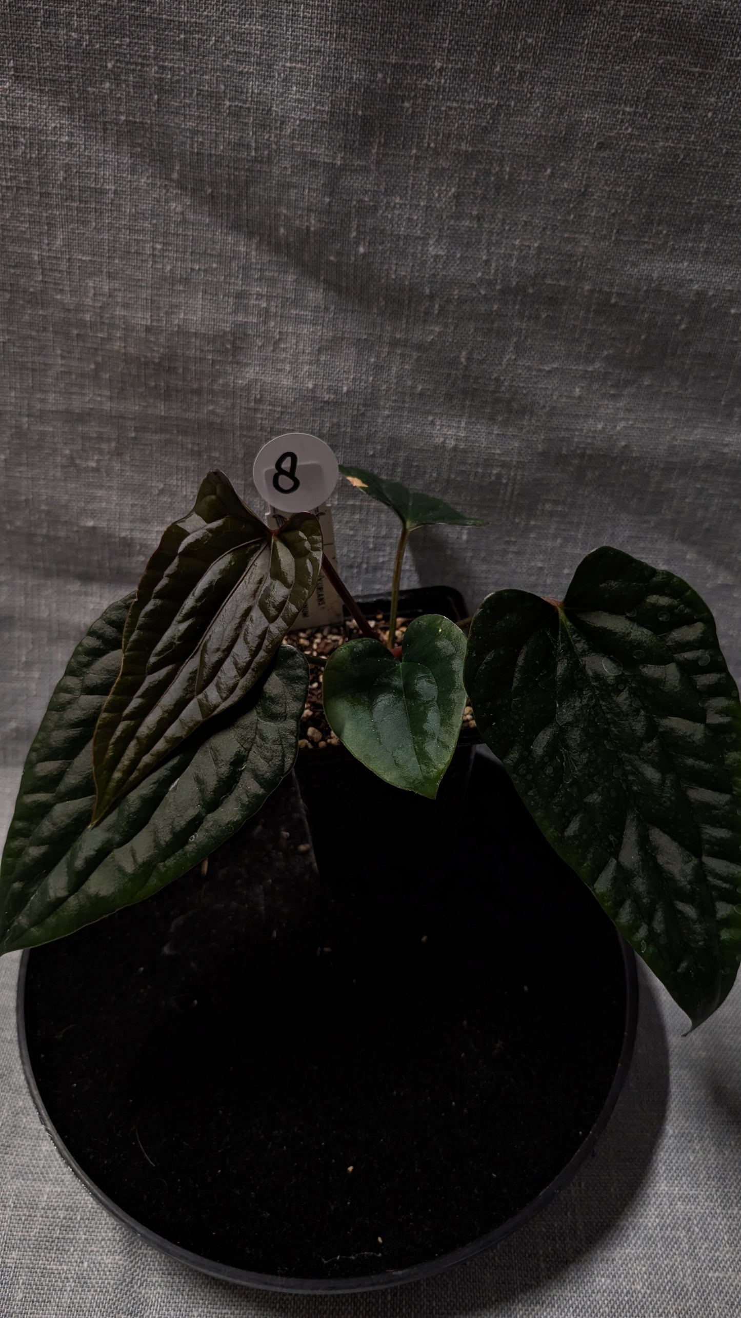 Anthurium Luxurians x Papillilaminum 'Fort Sherman'