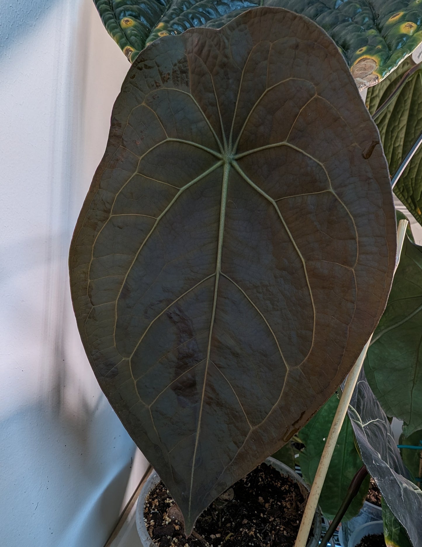 Anthurium (Carlablackiae x Dressleri Rio Guanche) X 'Ace of Spagetii' OR Diabloense