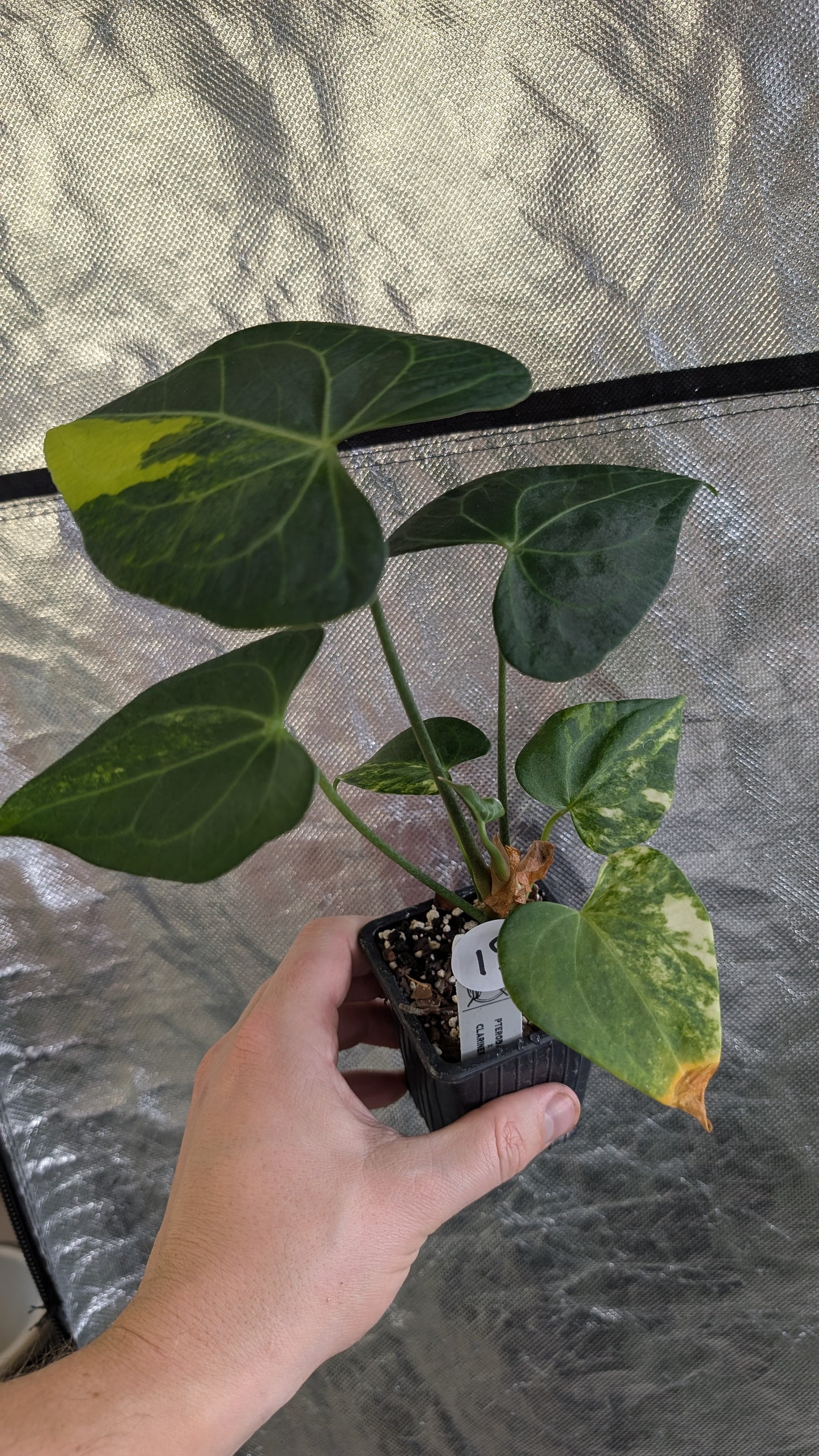 Variegated Anthurium Pterodactyl variegata x Clarinervium