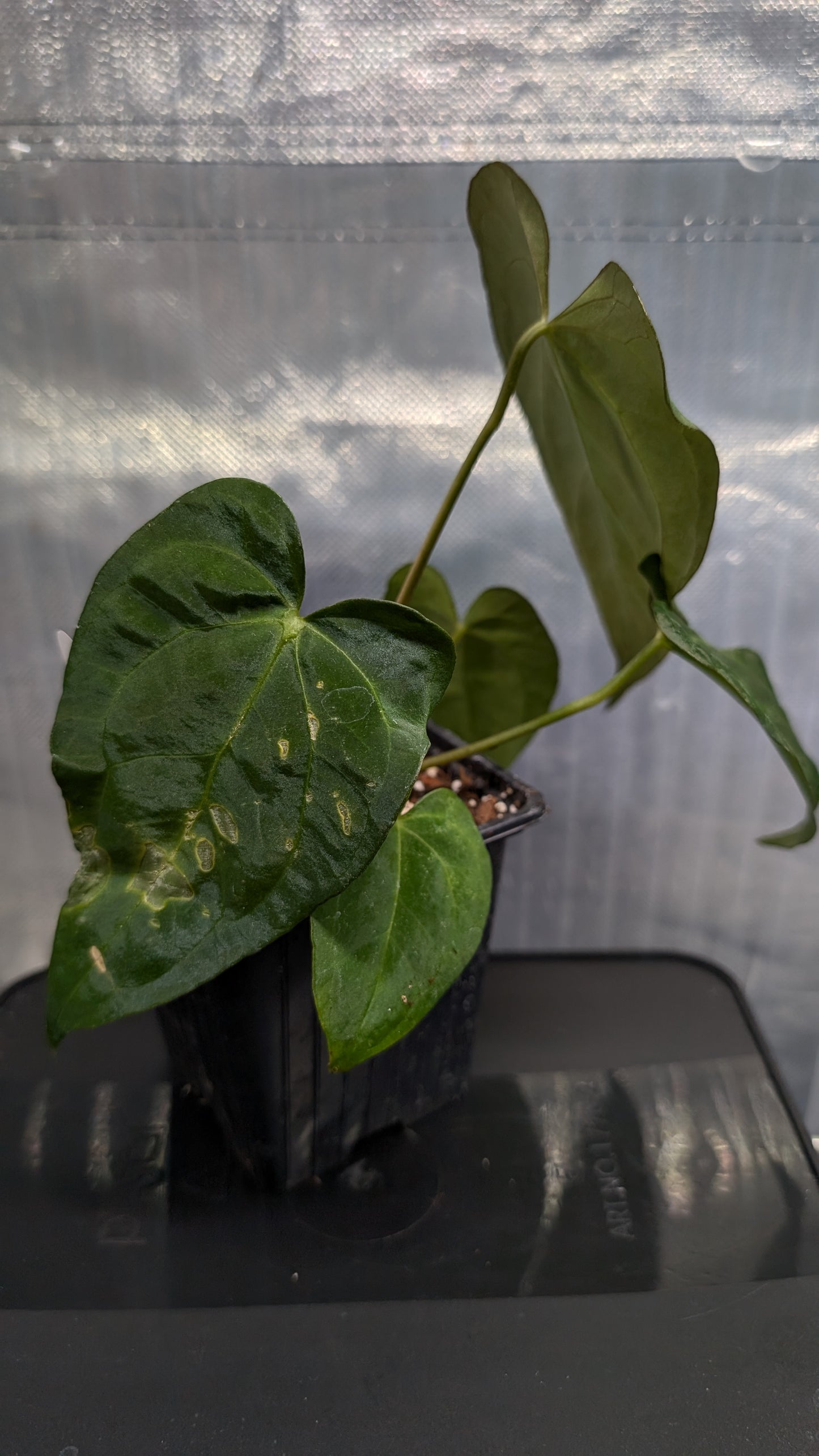 Anthurium Silver Blush Mint variegated x Papillilaminum 'Daniel'