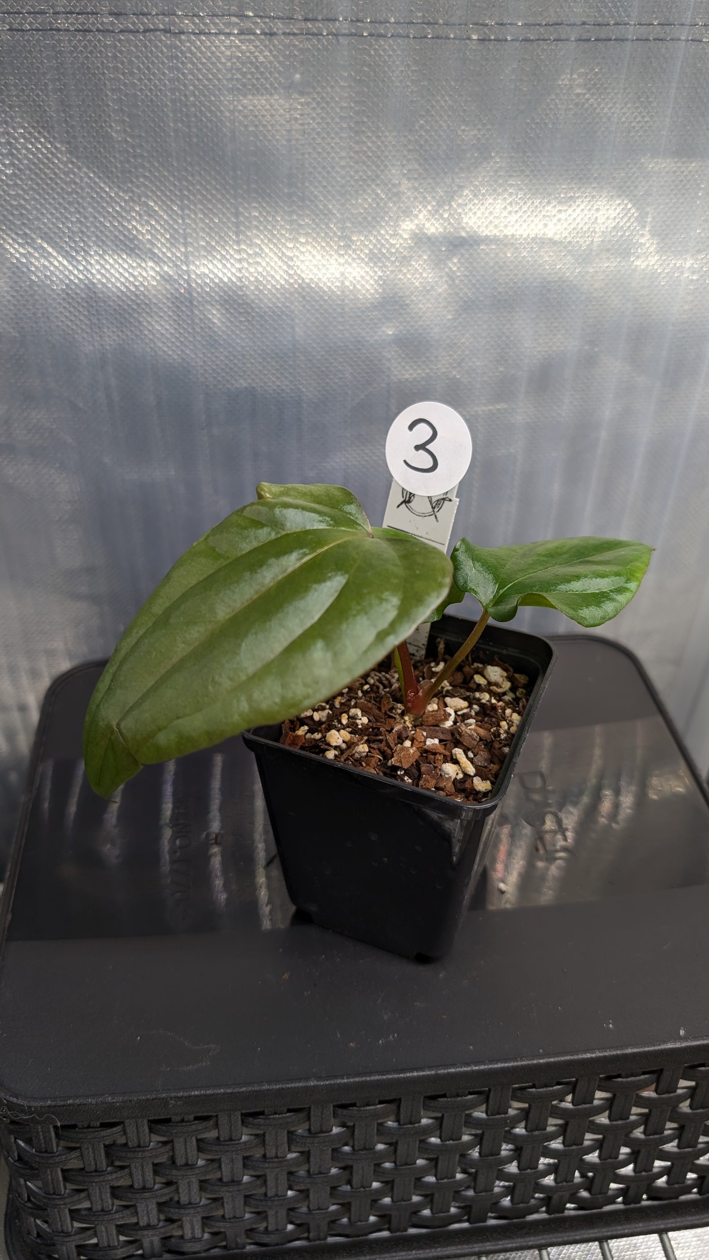 Anthurium Sp. Silver Peru Wide Sinus x Papillilaminum 'Fort Sherman'