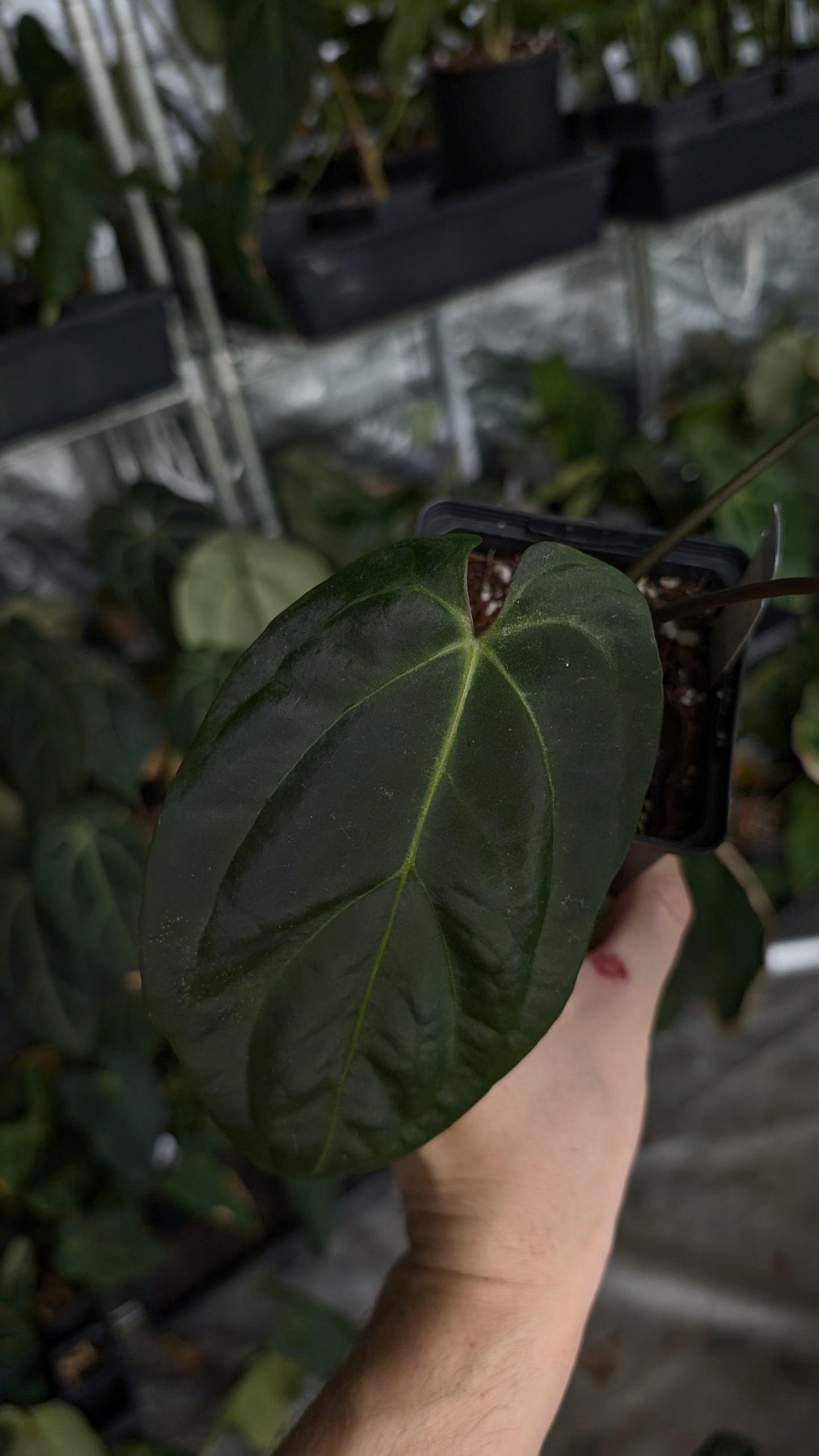 Anthurium Besseae aff 'Black Pillow' x Papillilaminum 'Fort Sherman'