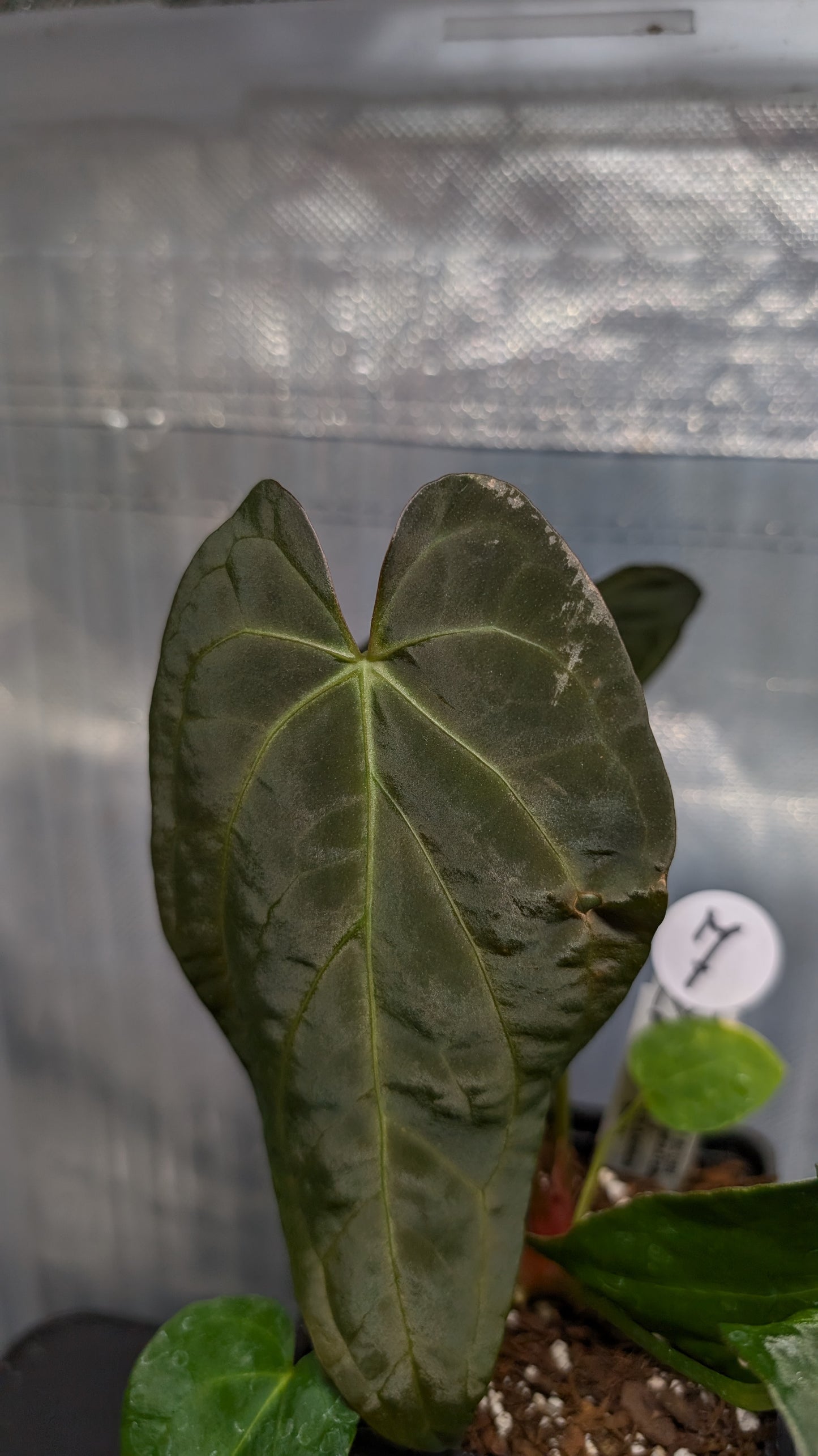 Anthurium Silver Blush Mint variegated x Papillilaminum 'Daniel'