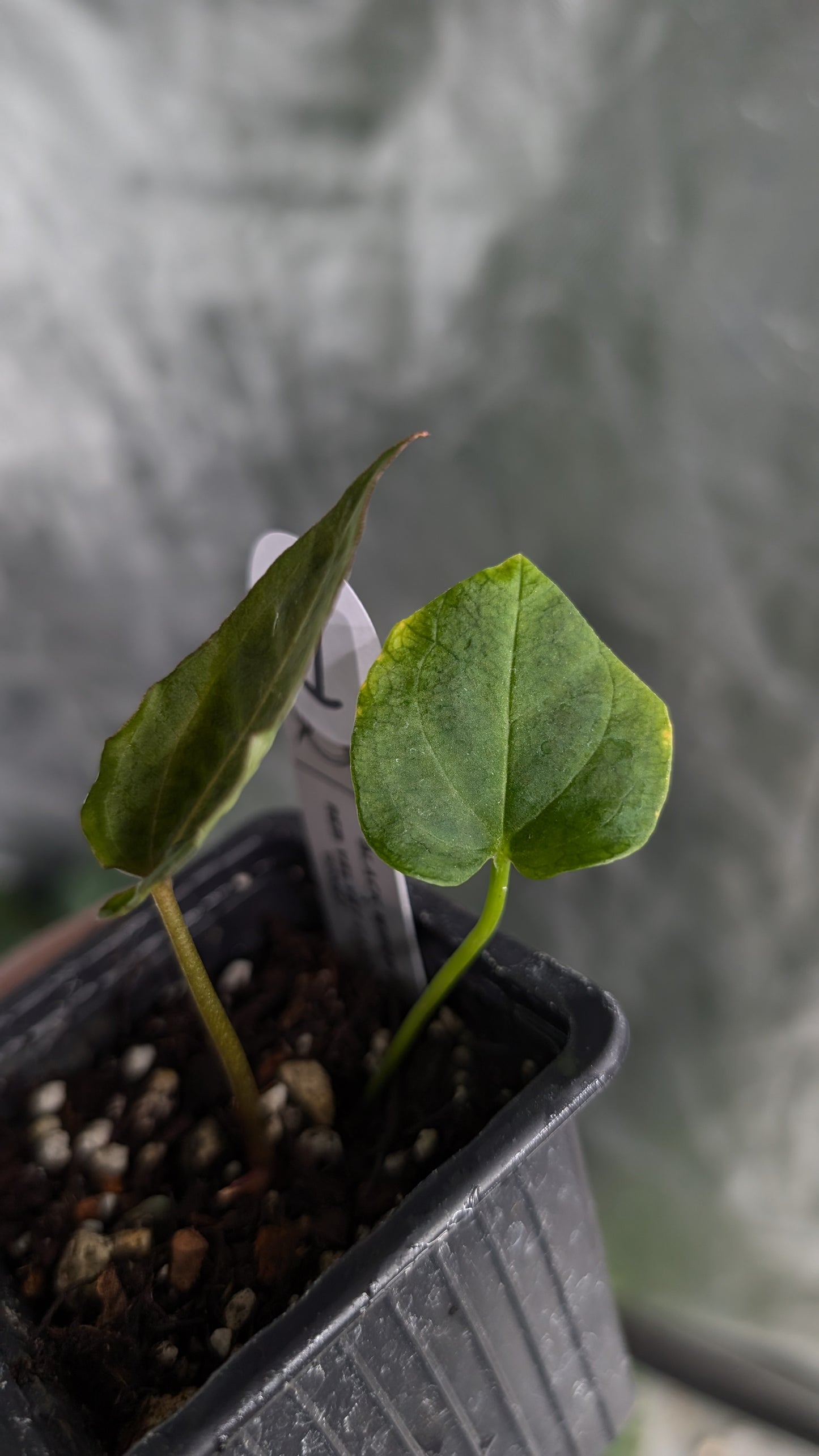 Anthurium Black Widow 43 x Red Velvet Cake 24 'Gomez' Clone