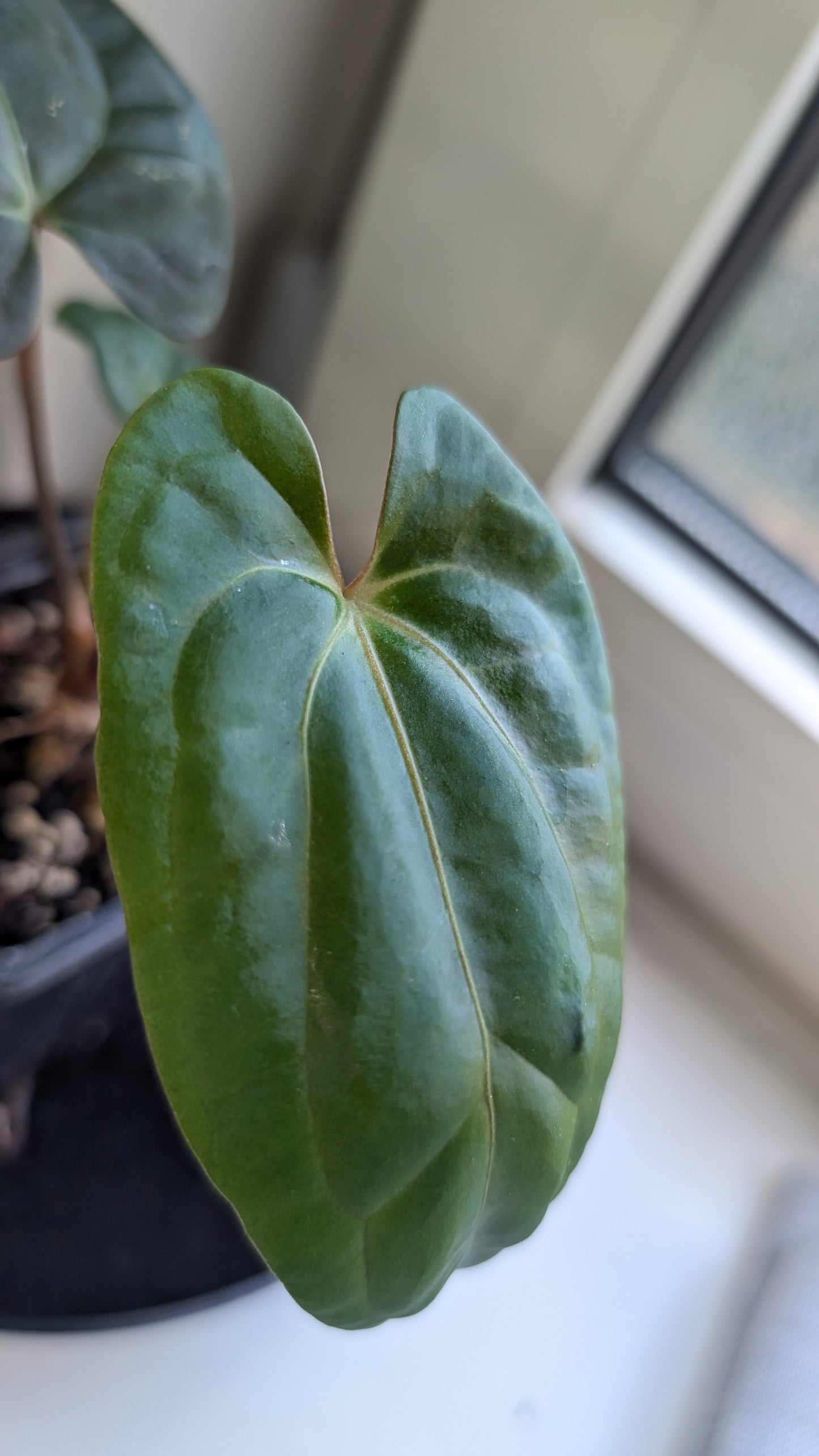Anthurium Besseae aff 'Black Pillow' x Papillilaminum 'Fort Sherman' seedlings