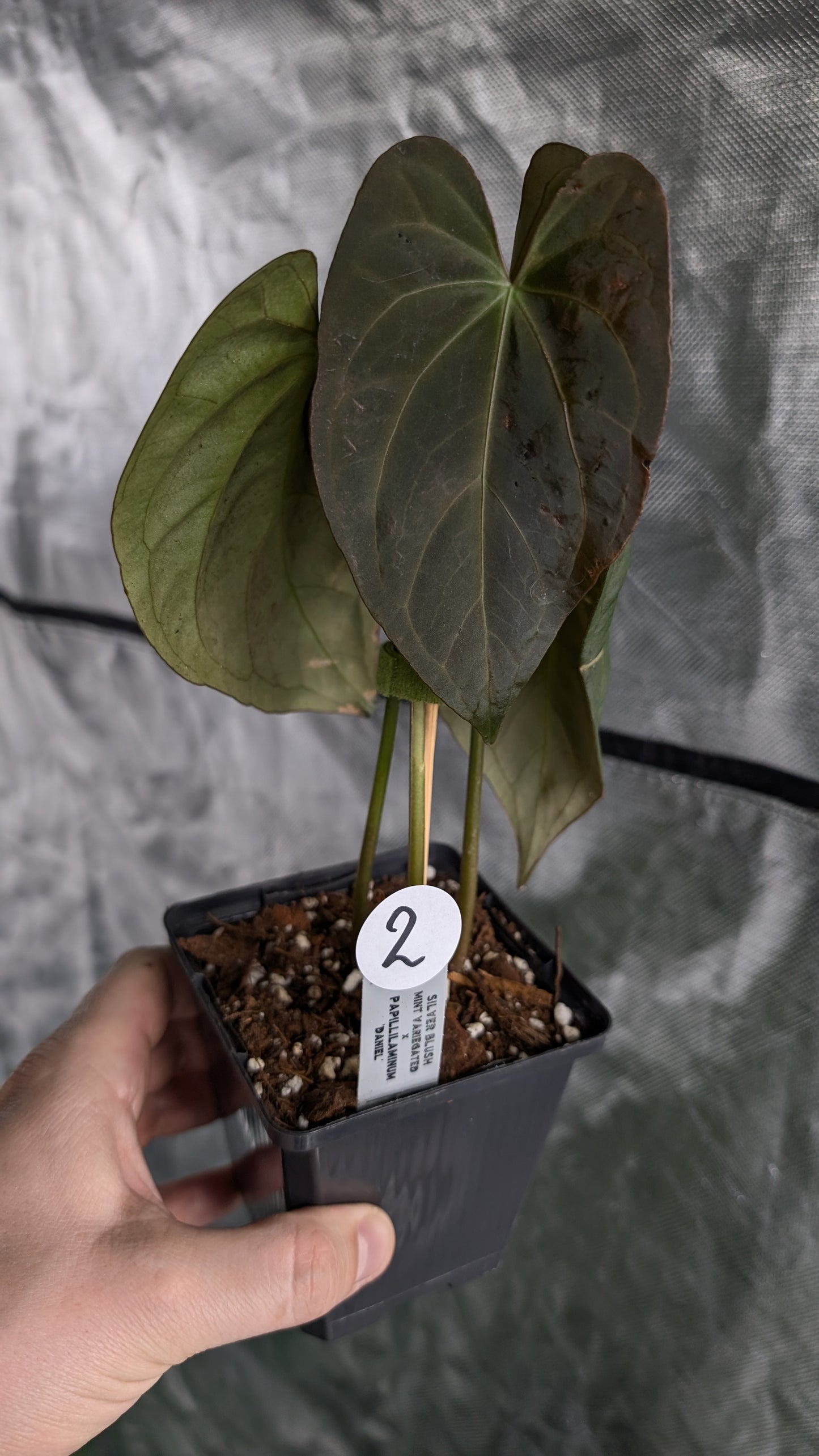 Anthurium Silver Blush Mint x Papillilaminum 'Daniel'