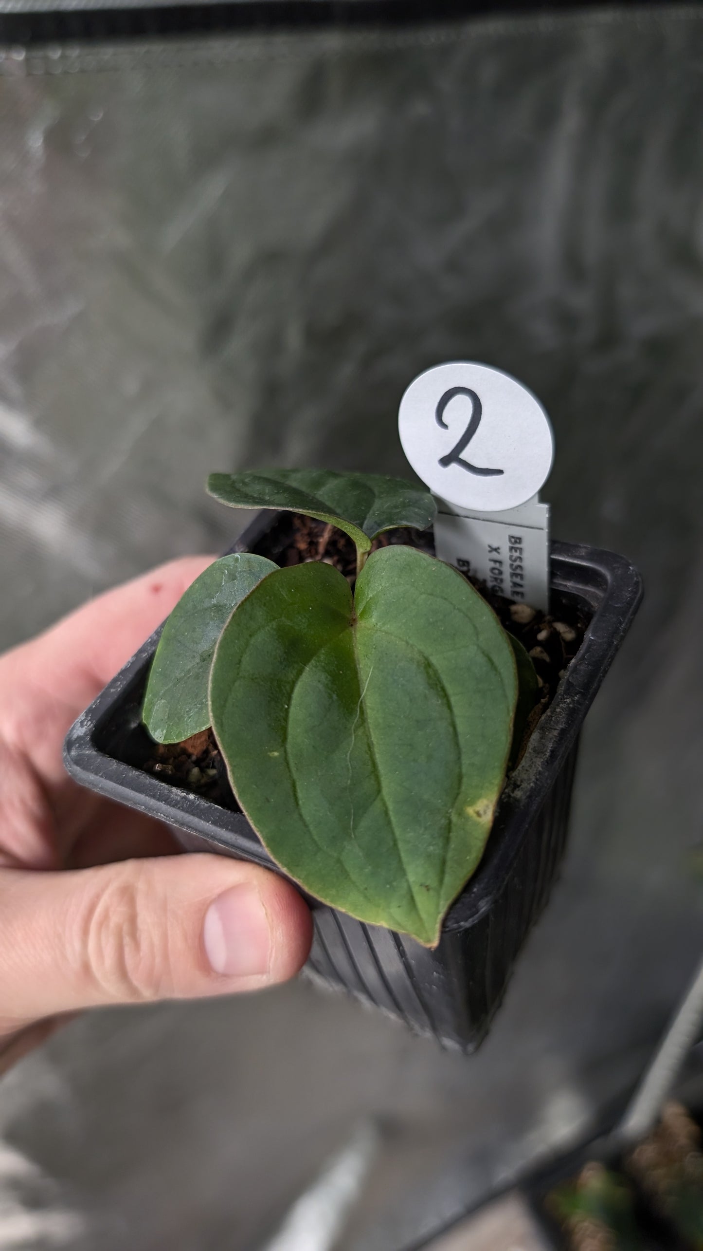 Anthurium [Besseae aff. x Forgetii dark] x BVEP Round x Felix – Curious  Plants