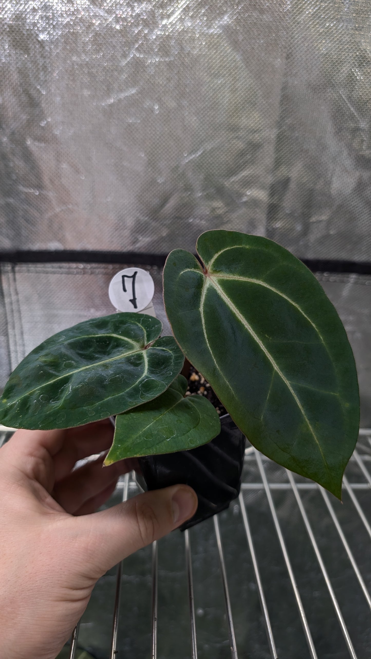 Anthurium Doc Block Zara x Michelle 'Selected Dark Form' x Besseae aff. 'Black Pillow'