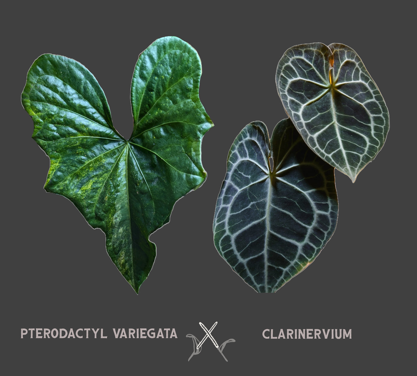 *Variegated* Anthurium Pterodactyl variegata x Clarinervium (or x self)