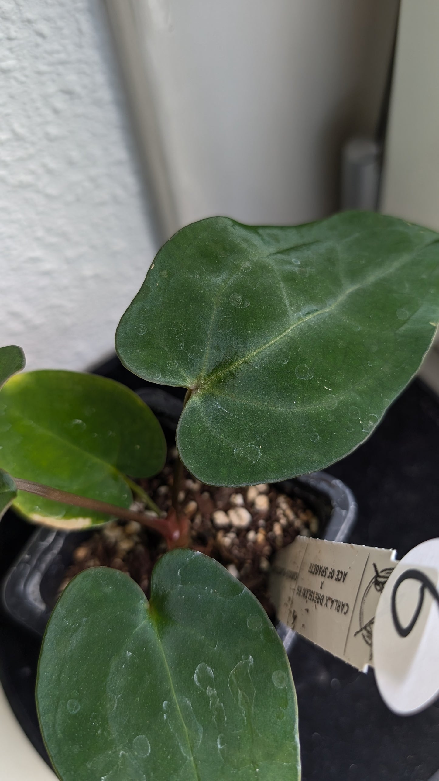 Anthurium (Carlablackiae x Dressleri Rio Guanche) X 'Ace of Spagetii'