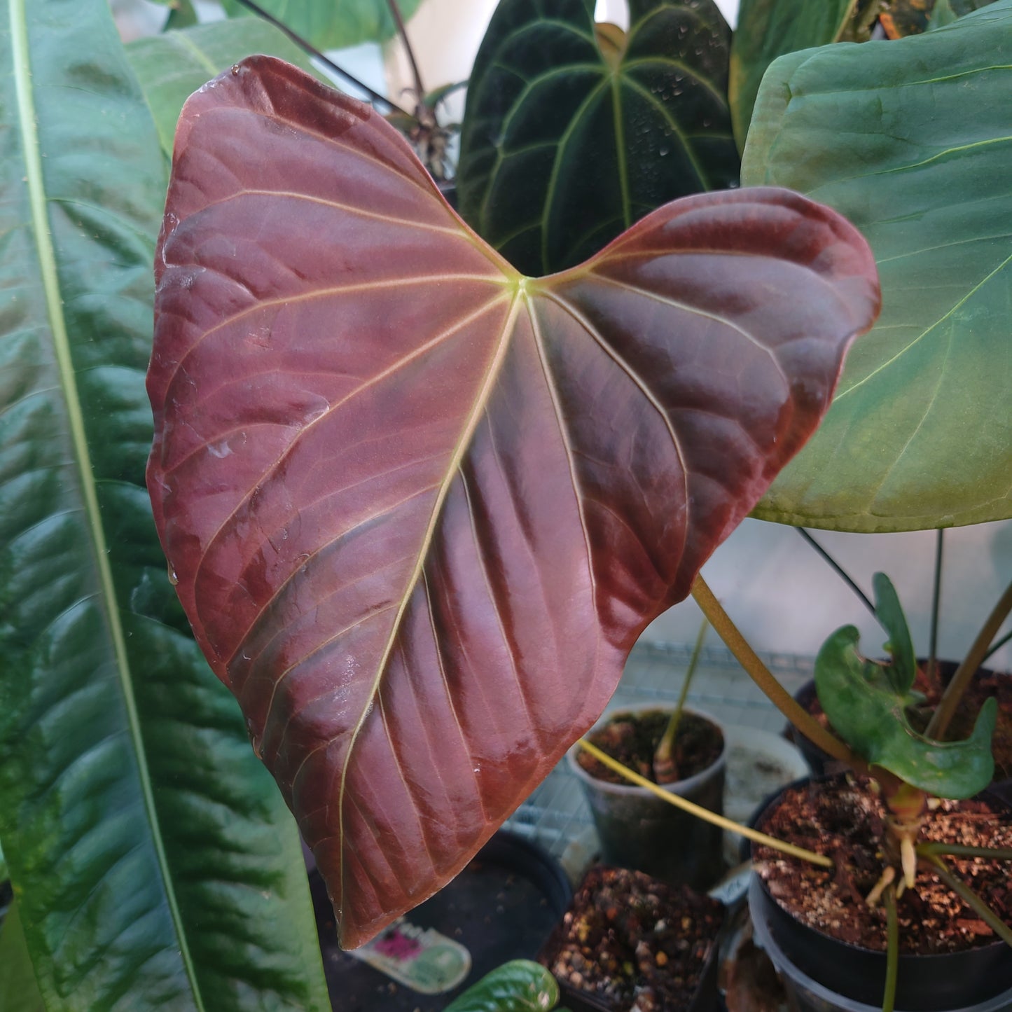 Anthurium Doc Block F1 x Mr Worldwide