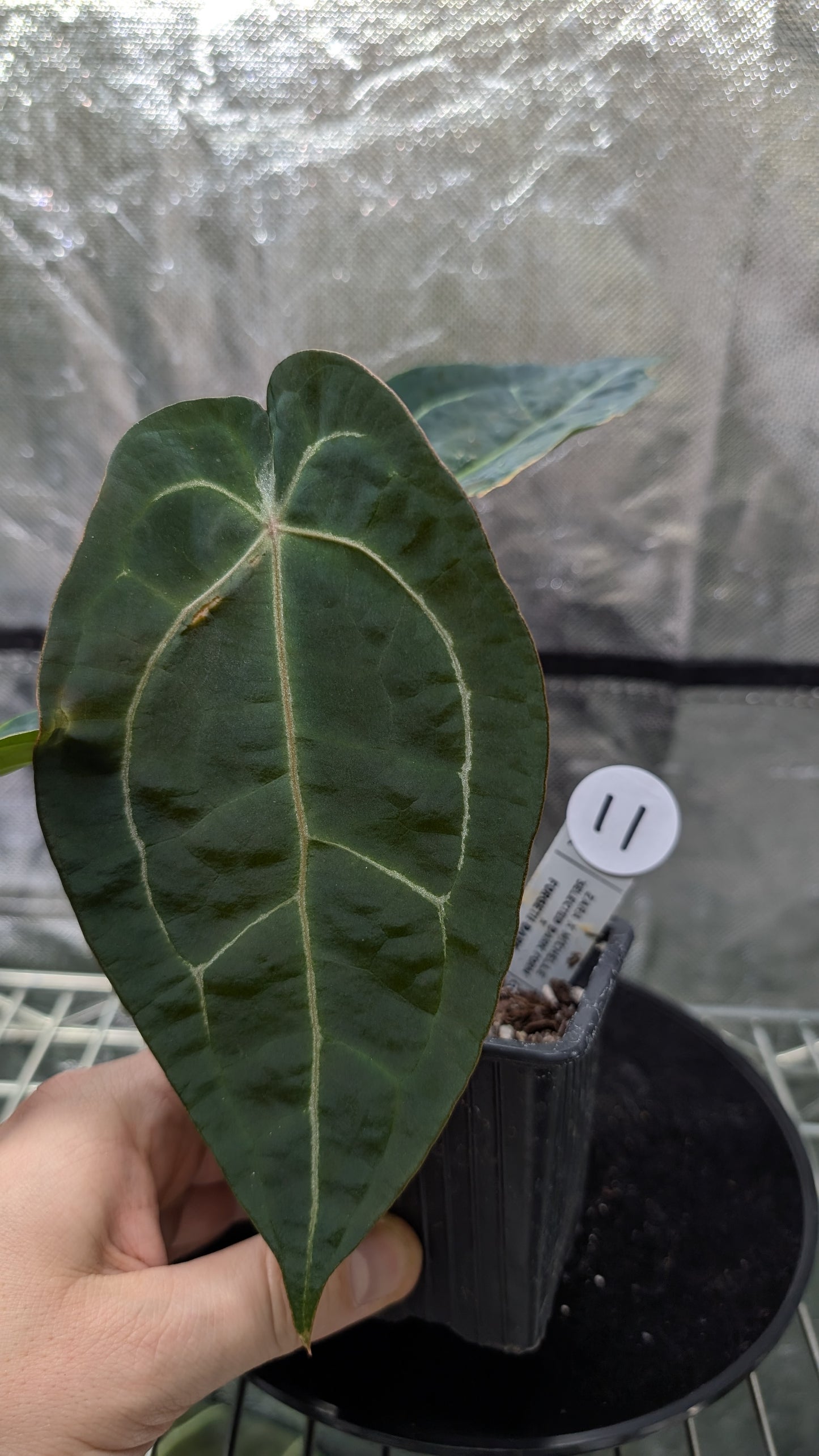 Anthurium Doc Block Zara x Michelle 'selected dark form' x Forgetii Dark