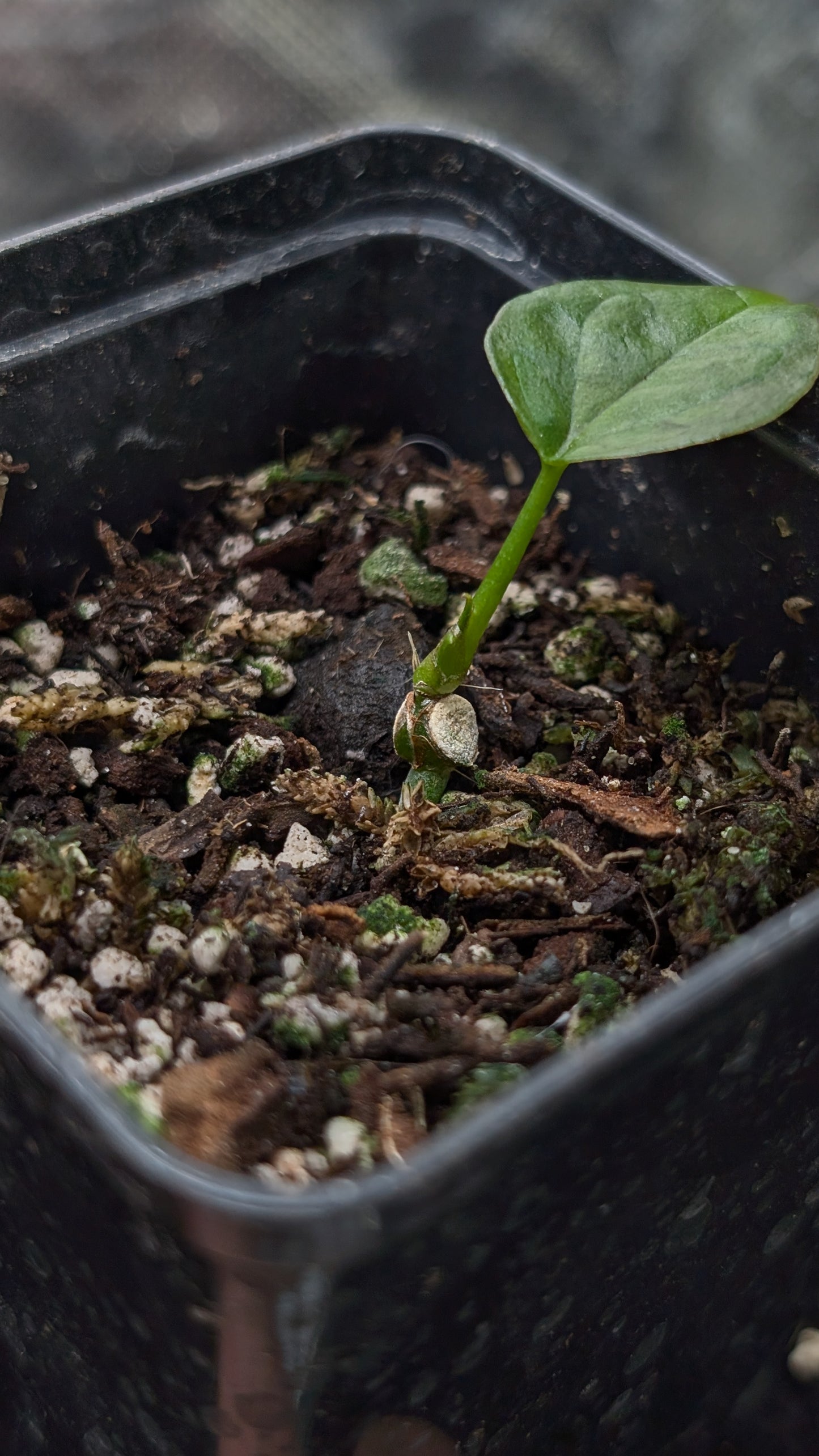 Anthurium Red Spider CLONE