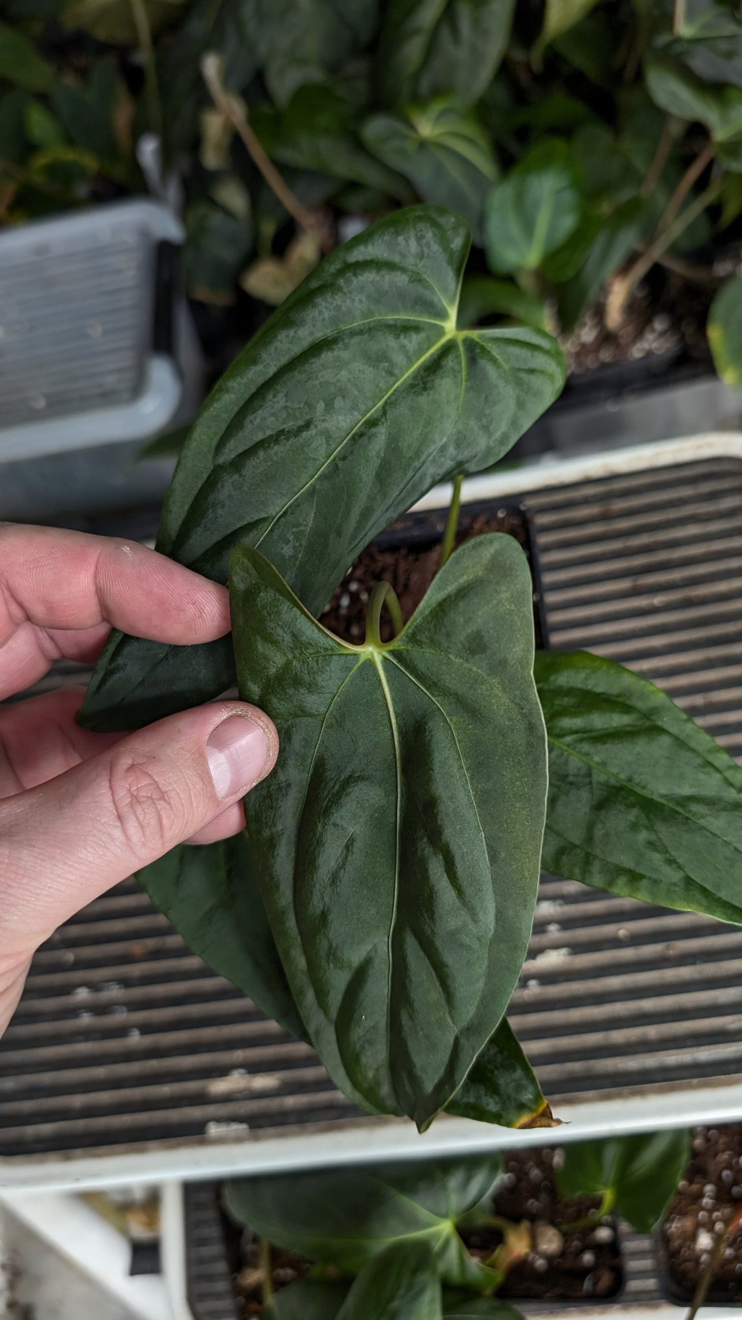 Anthurium Papillilaminum 'Fort Sherman' x Mr. Worldwide