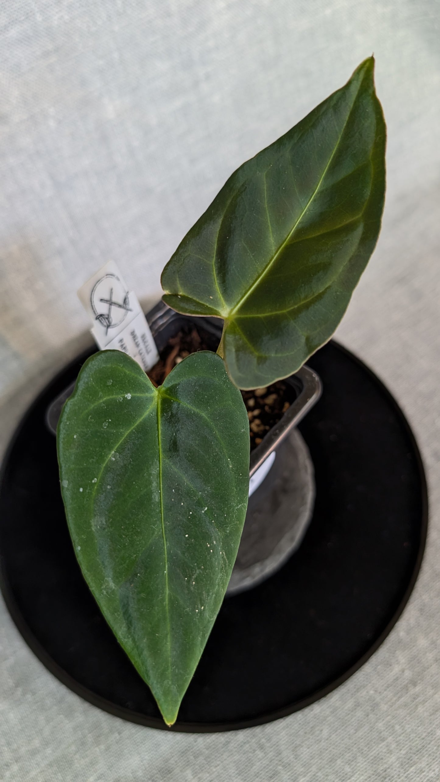 Anthurium Regale 'Dream Catcher' x Papillilaminum 'Daniel'