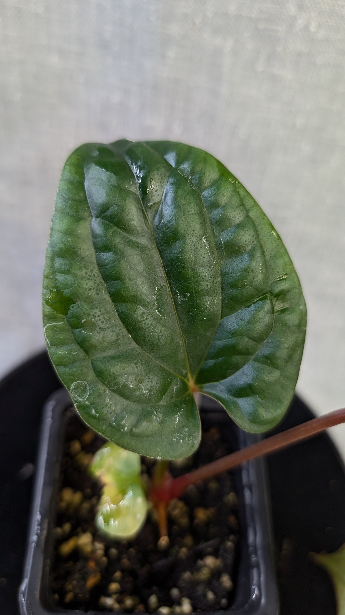 Anthurium Luxurians x Papillilaminum 'Fort Sherman'