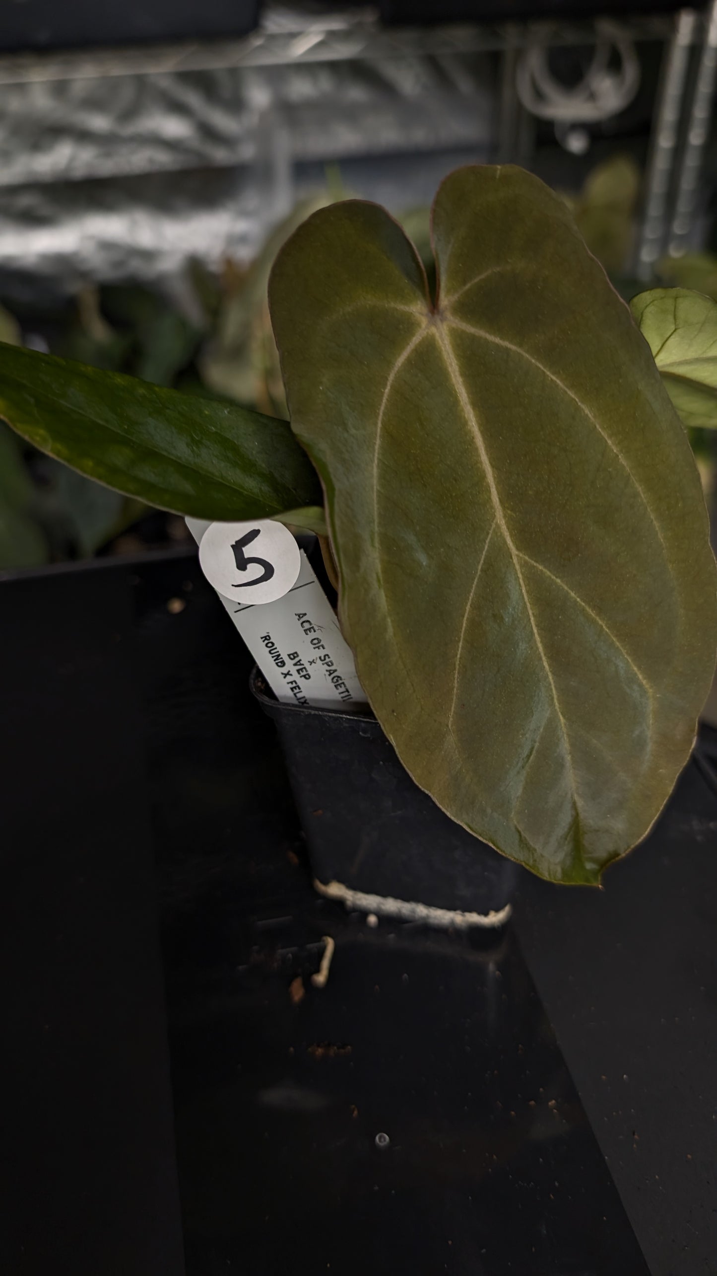 Anthurium Ace of Spagetii x BVEP 'Round x Felix'