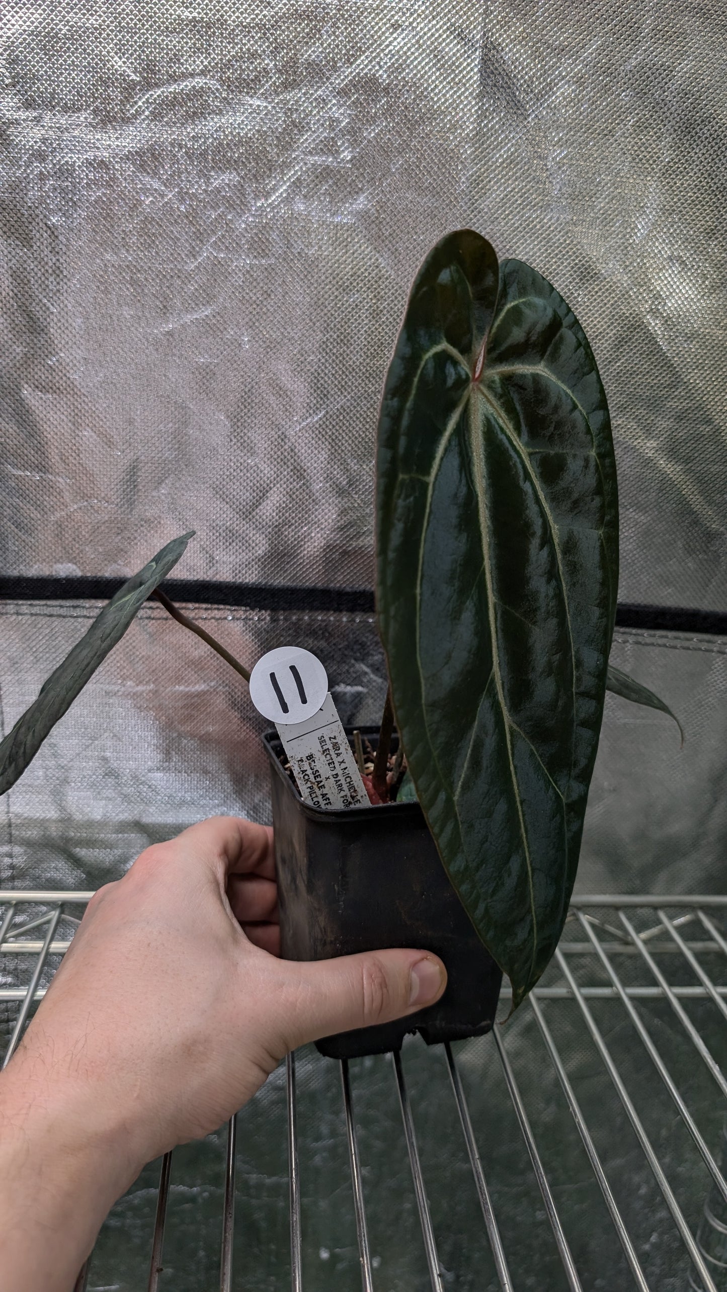 Anthurium Doc Block Zara x Michelle 'Selected Dark Form' x Besseae aff. 'Black Pillow'