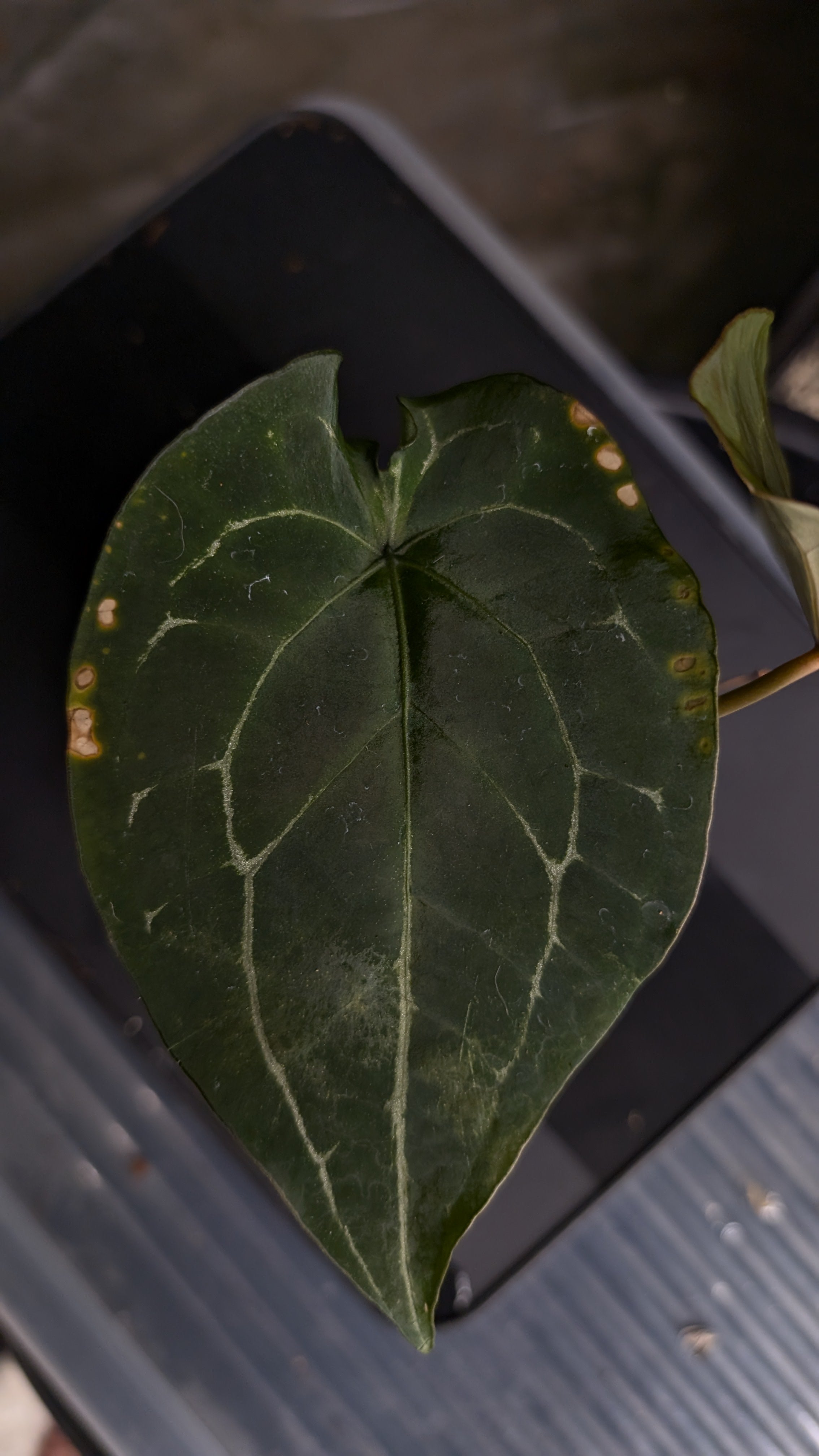 Anthurium Ace of Spagetii F2 – Curious Plants