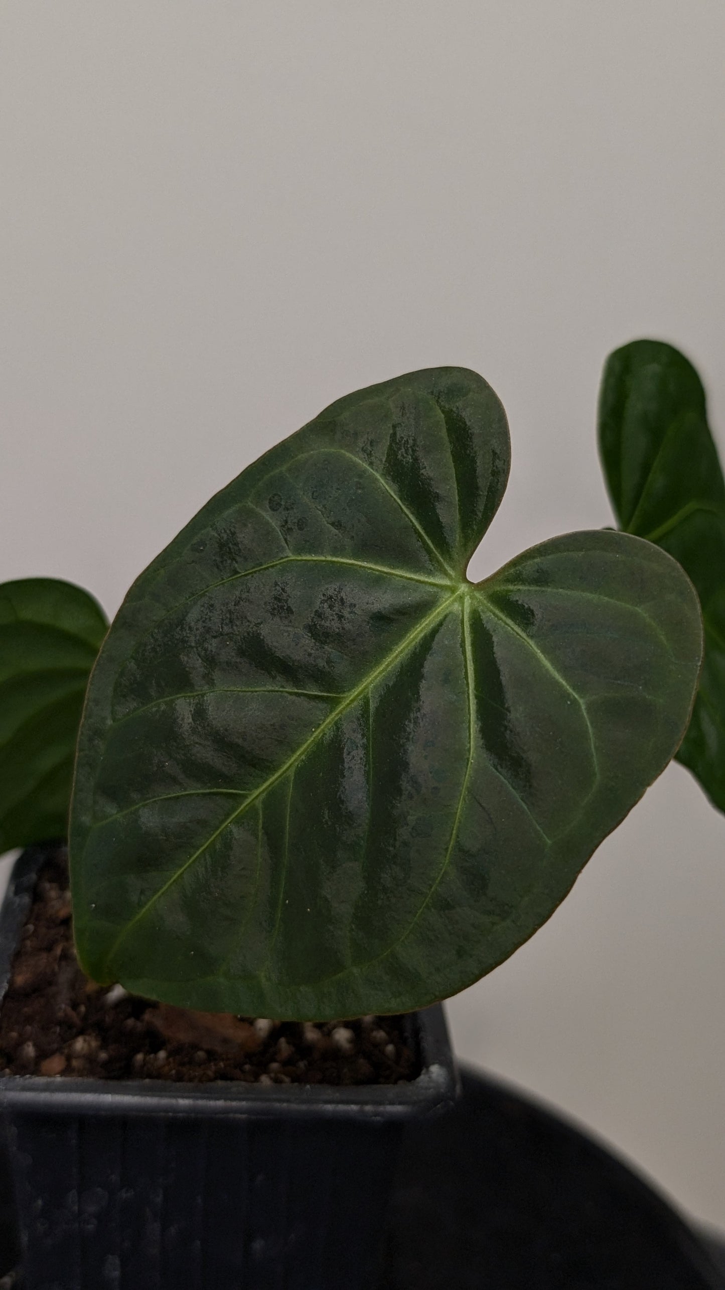 Anthurium Regale 'Dream Catcher' x Mr. Worldwide