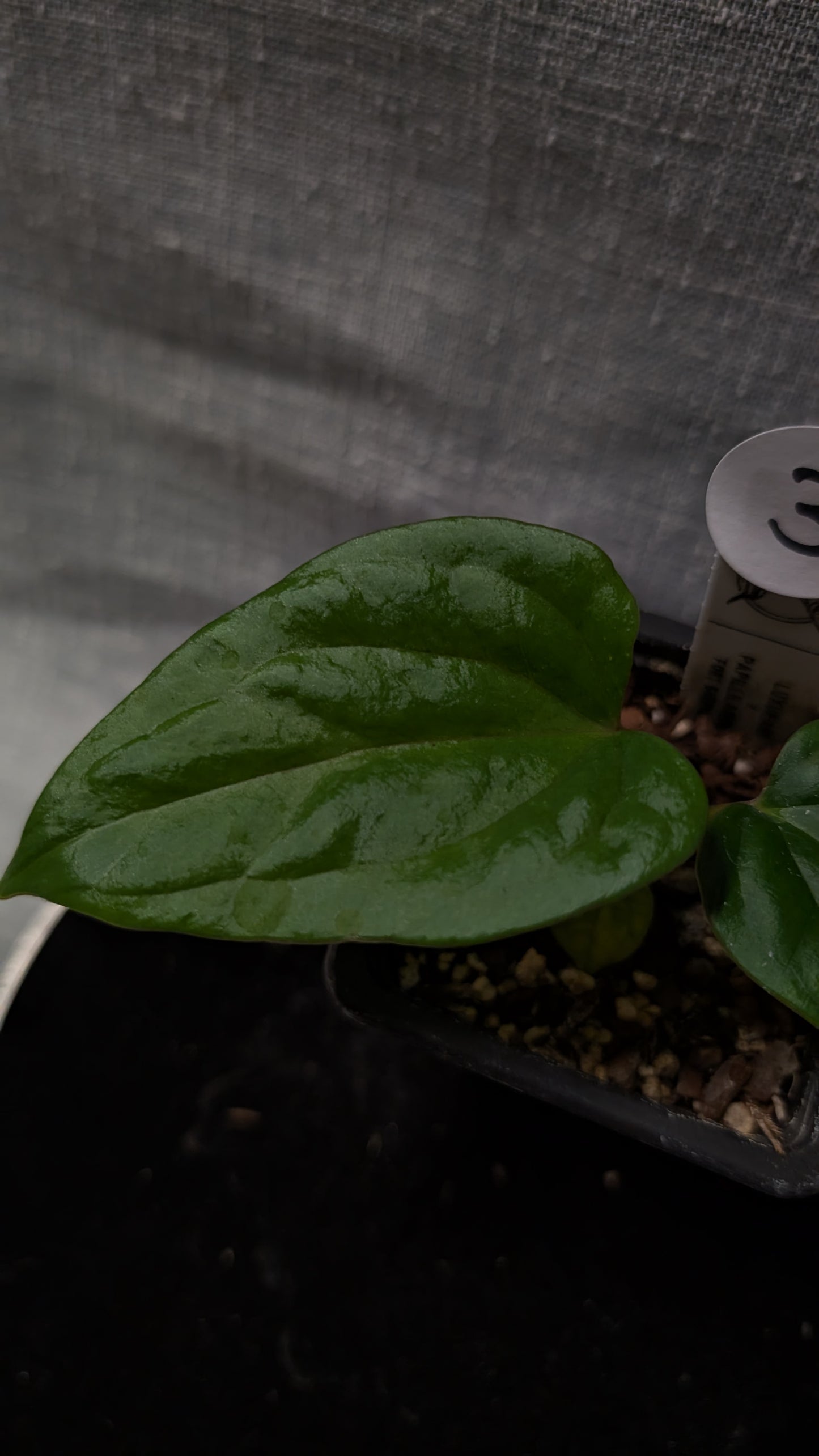 Anthurium Luxurians x Papillilaminum 'Fort Sherman'