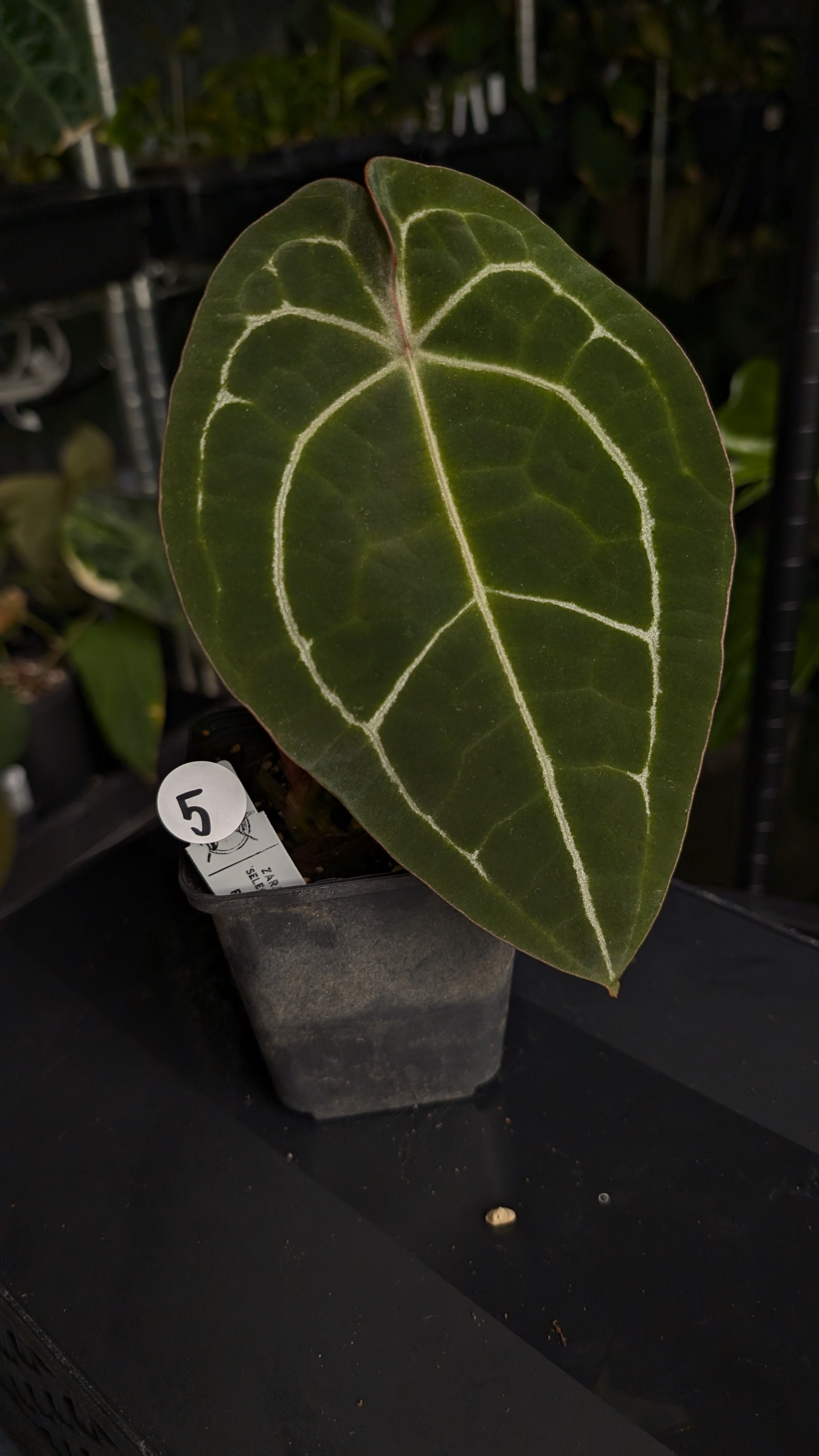Anthurium Doc Block Zara x Michelle 'selected dark form' x