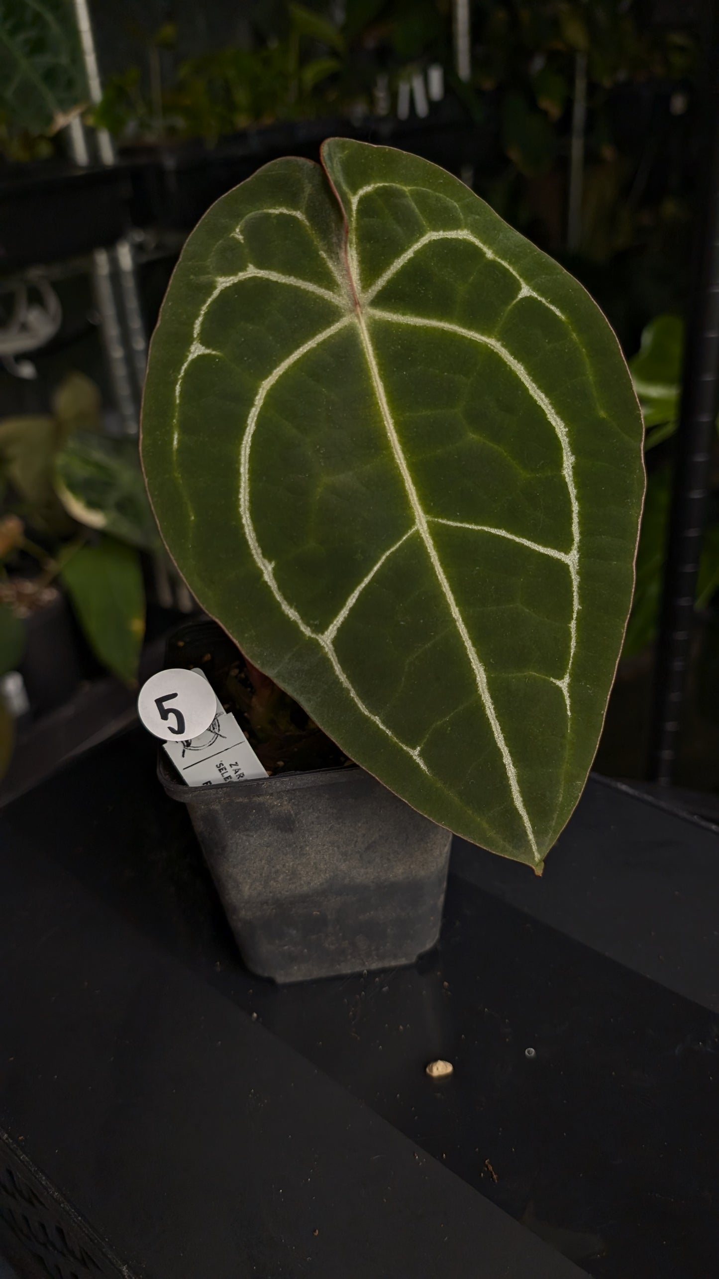 Anthurium Doc Block Zara x Michelle 'selected dark form' x Forgetii Dark