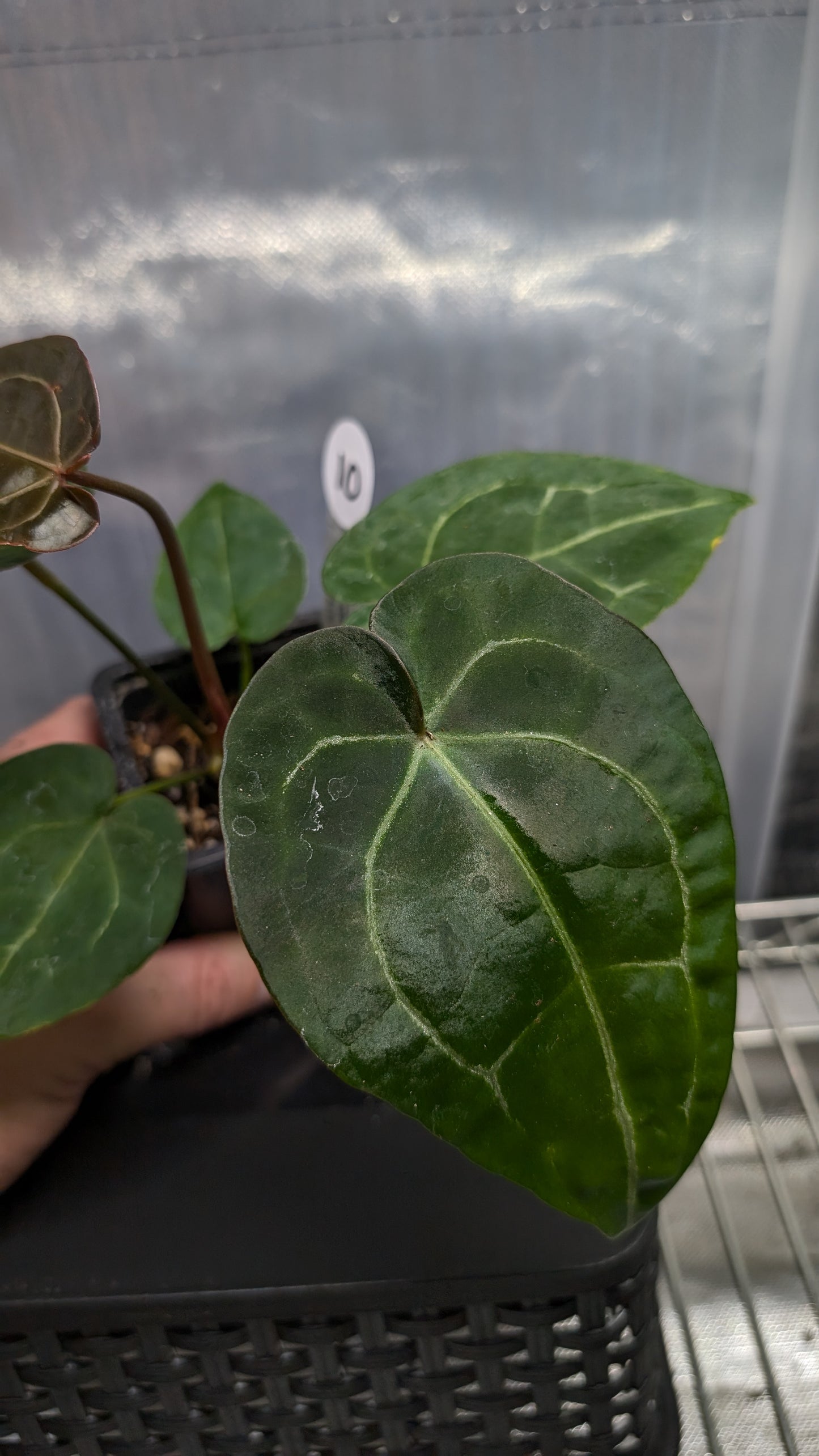 Anthurium Doc Block Zara x Michelle 'selected dark form' x Forgetii Dark