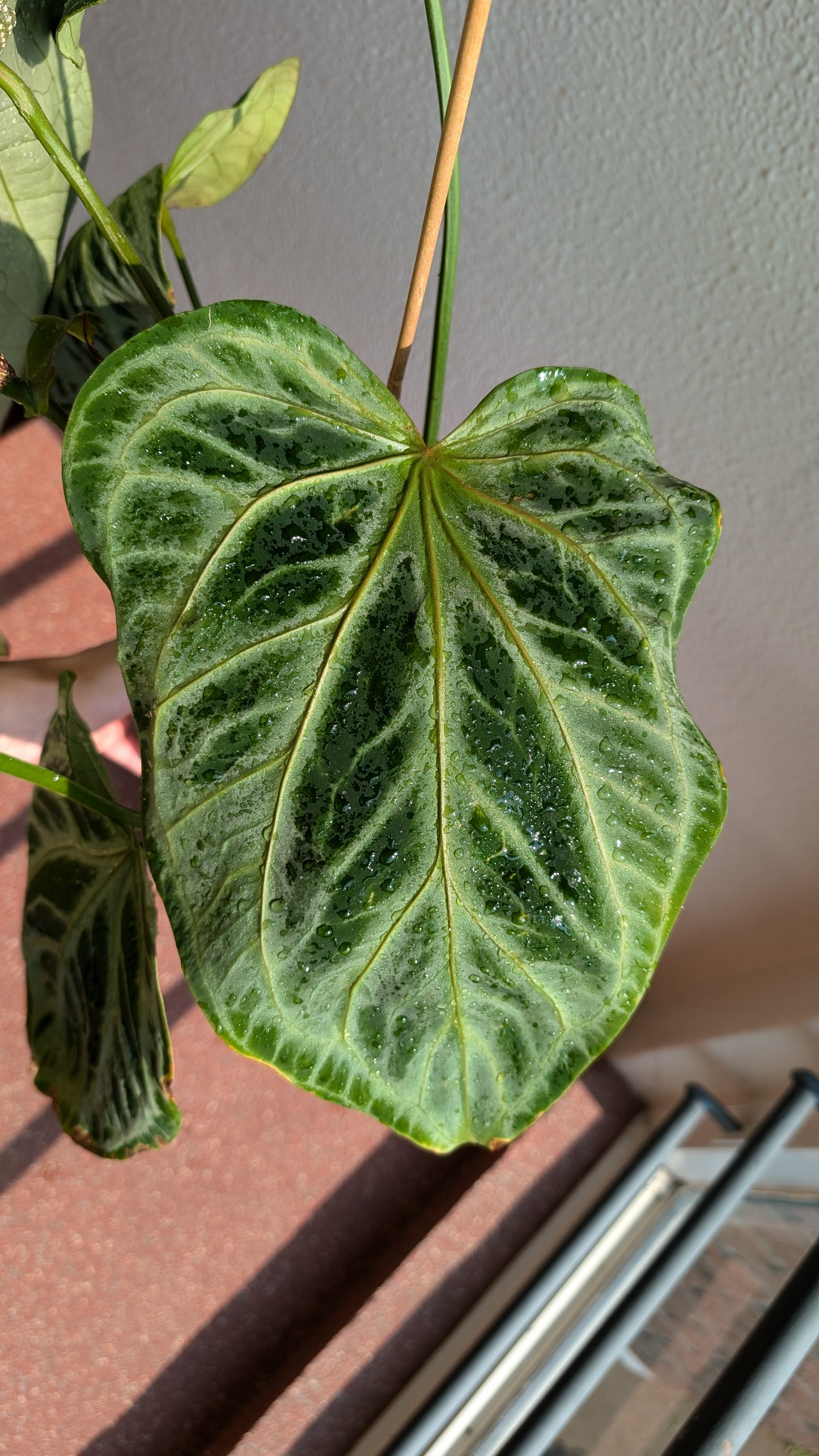 Anthurium Pedatum x Papillilaminum 'Fort Sherman' / Silver Shield