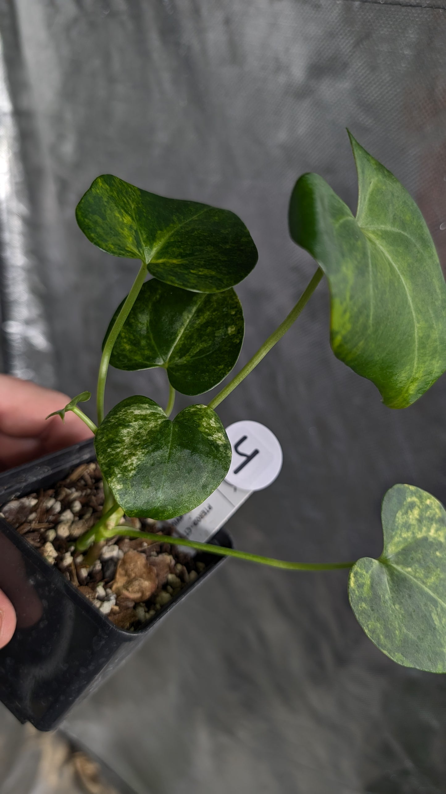 *Variegated* Anthurium Pterodactyl variegata x Clarinervium (or x self)