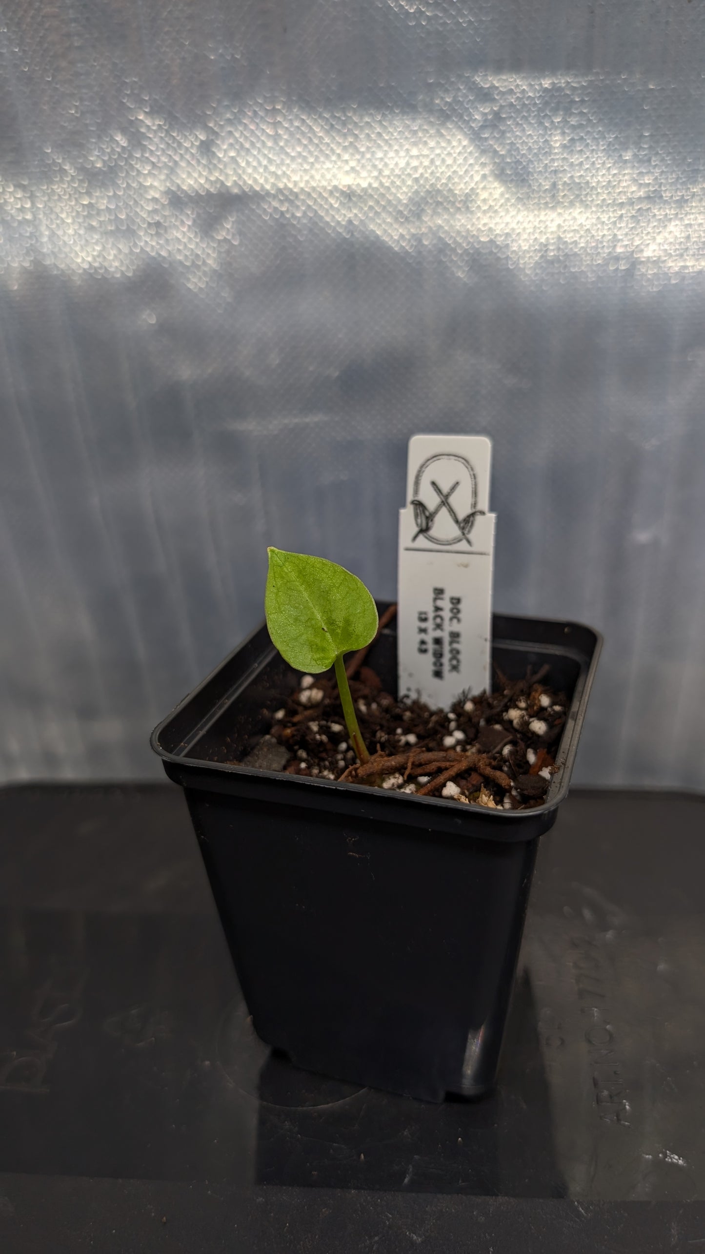 Anthurium Black Widow 13 x 43 clone