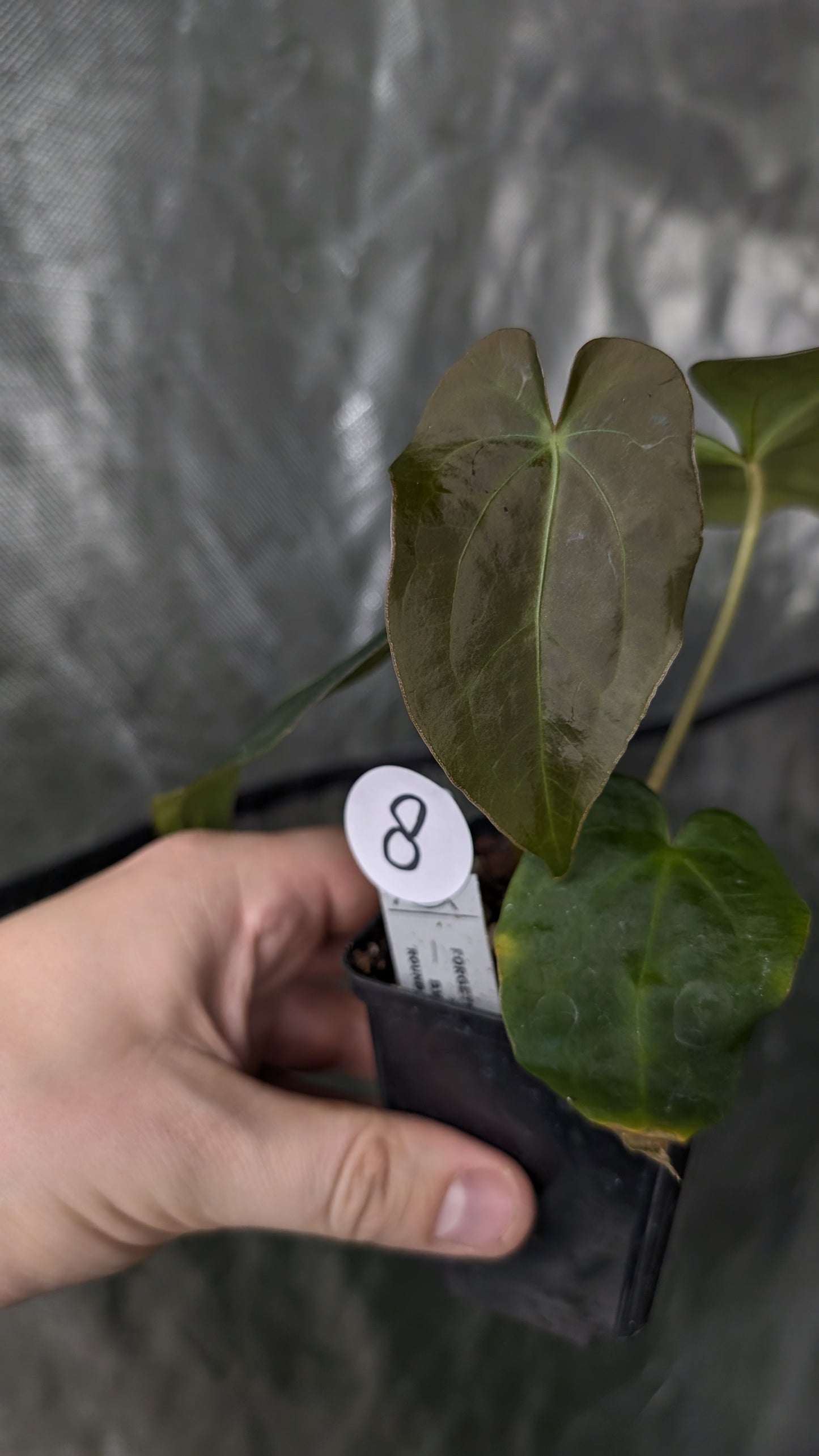 Anthurium Forgetii dark form x BVEP 'Round x Felix'
