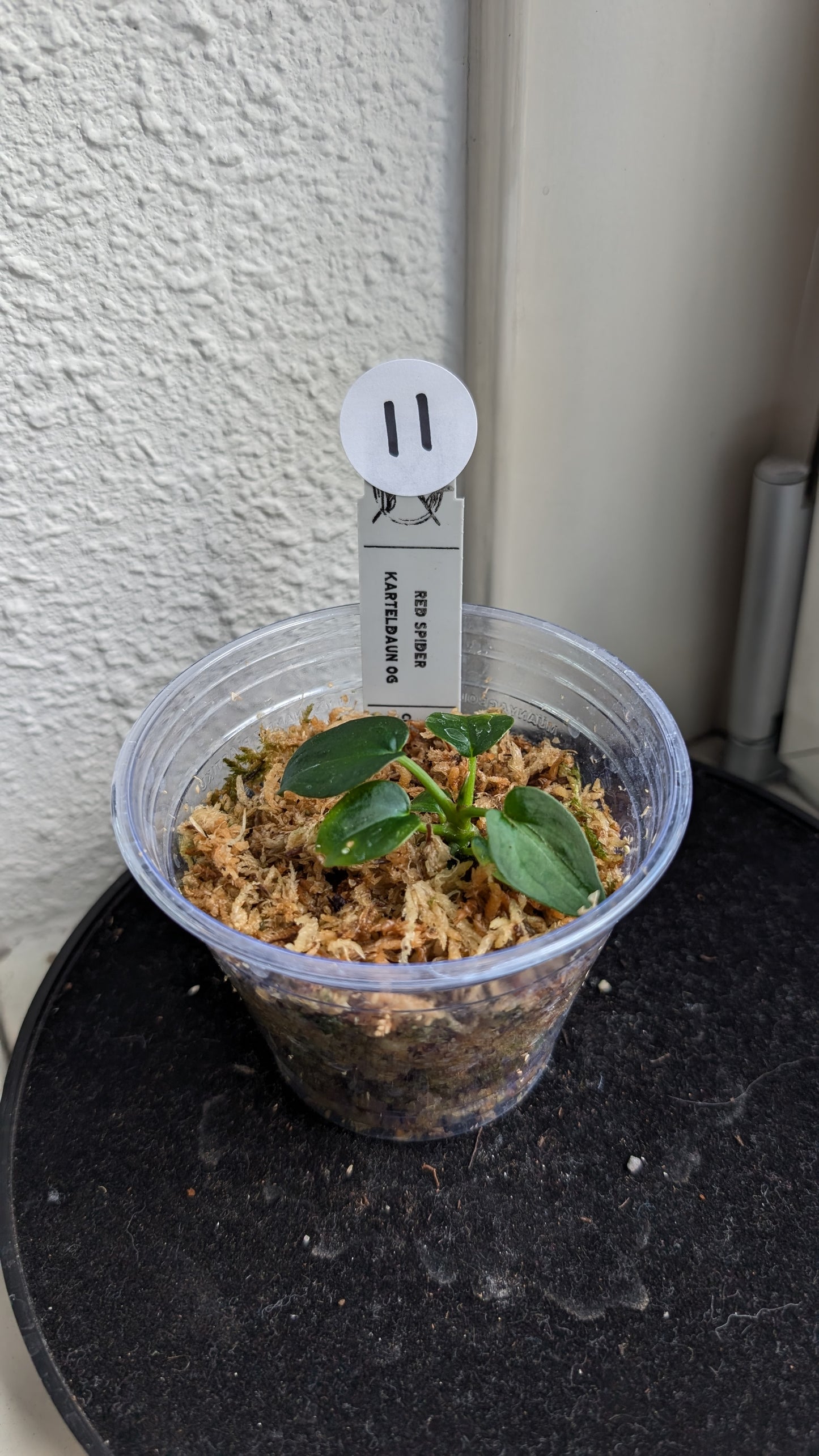 Anthurium Red Spider CLONE