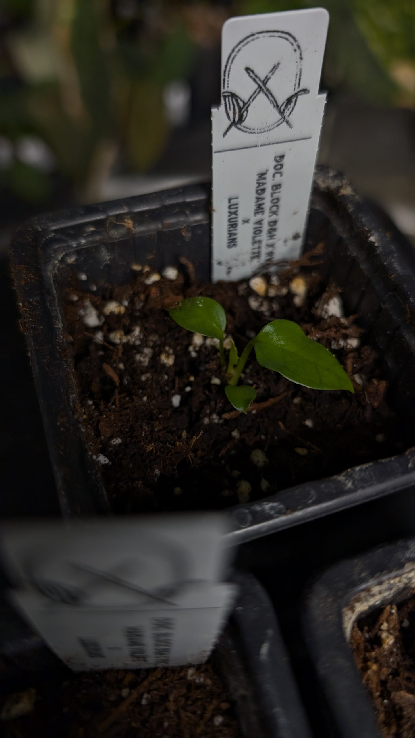 Anthurium 'Madame Violette' x Luxurians seedlings