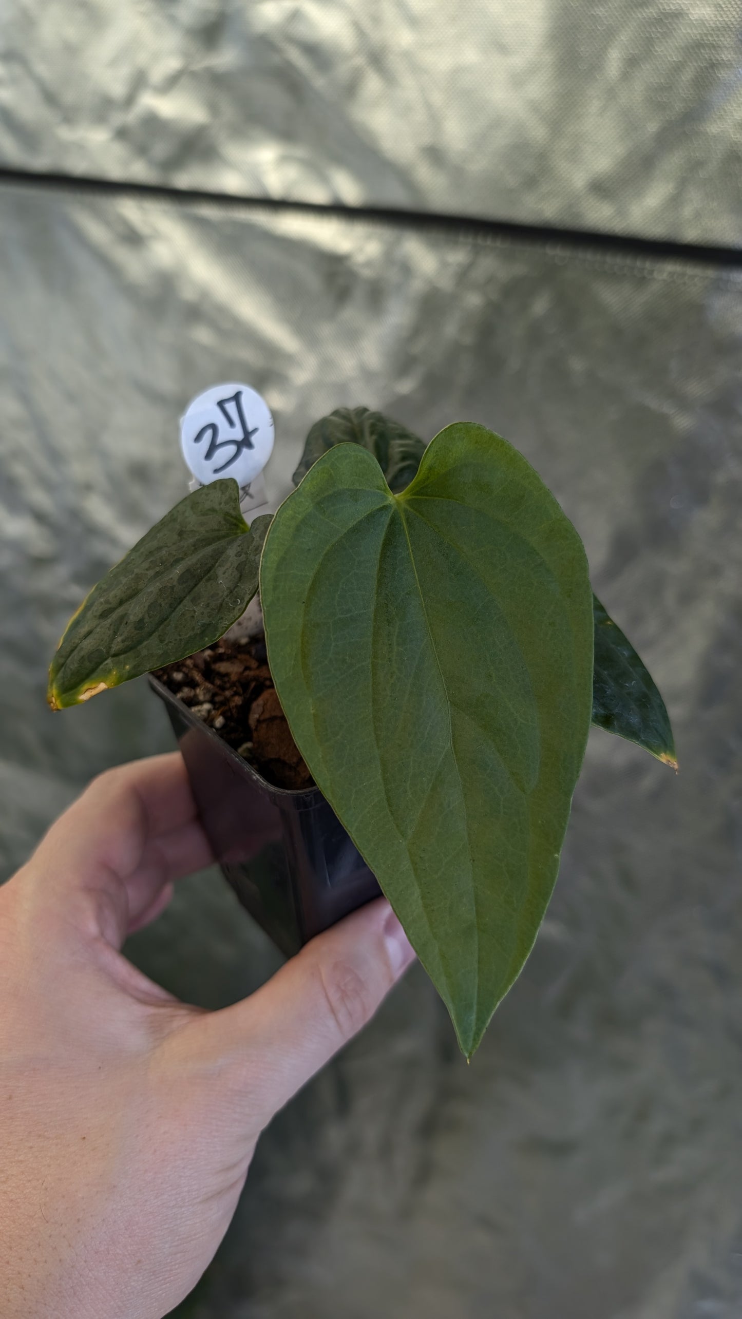 Anthurium Mr Worldwide x Debile (also sometimes called Debilis)