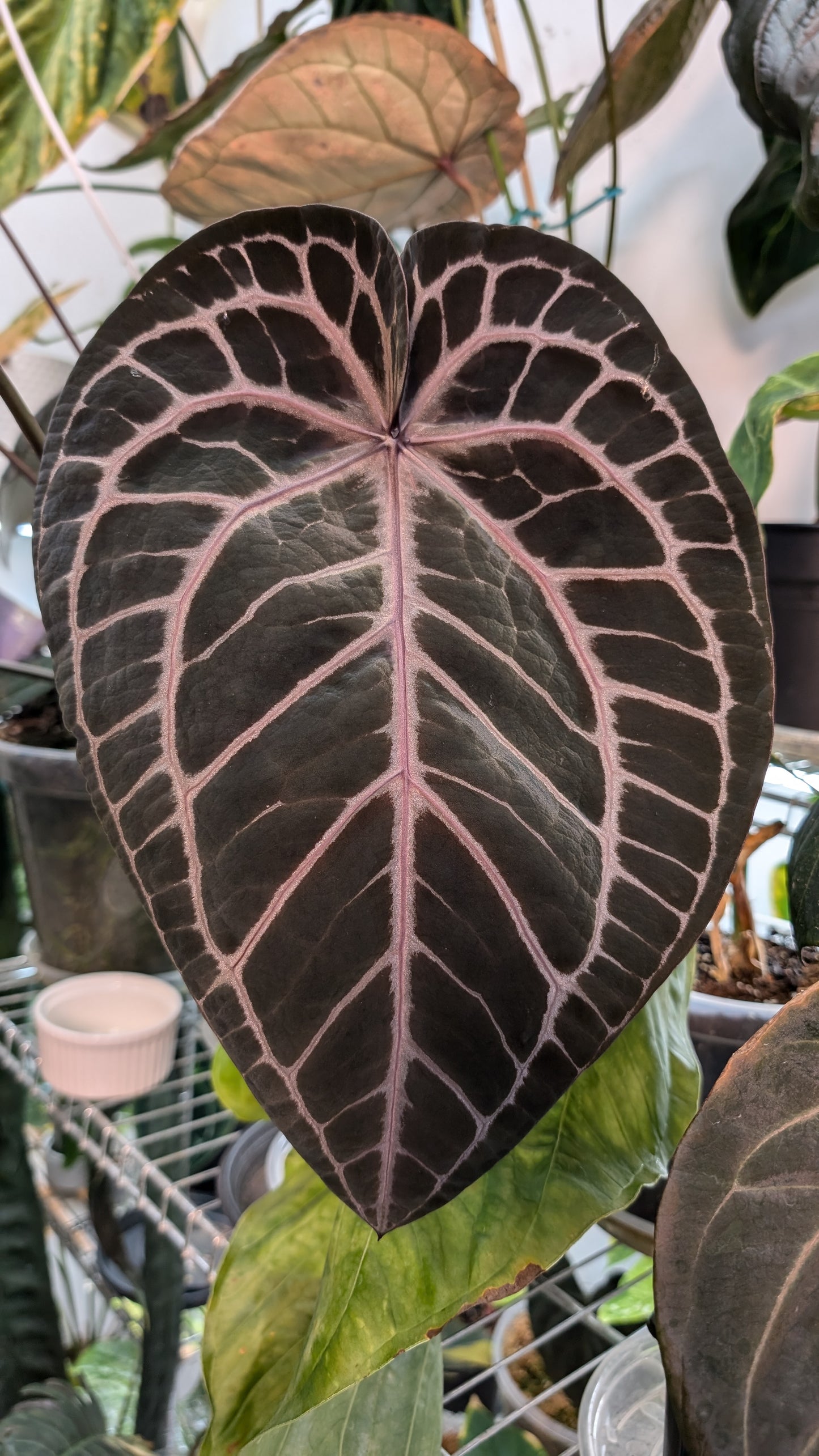 Anthurium Zara x Michelle 'selected dark form' Clone