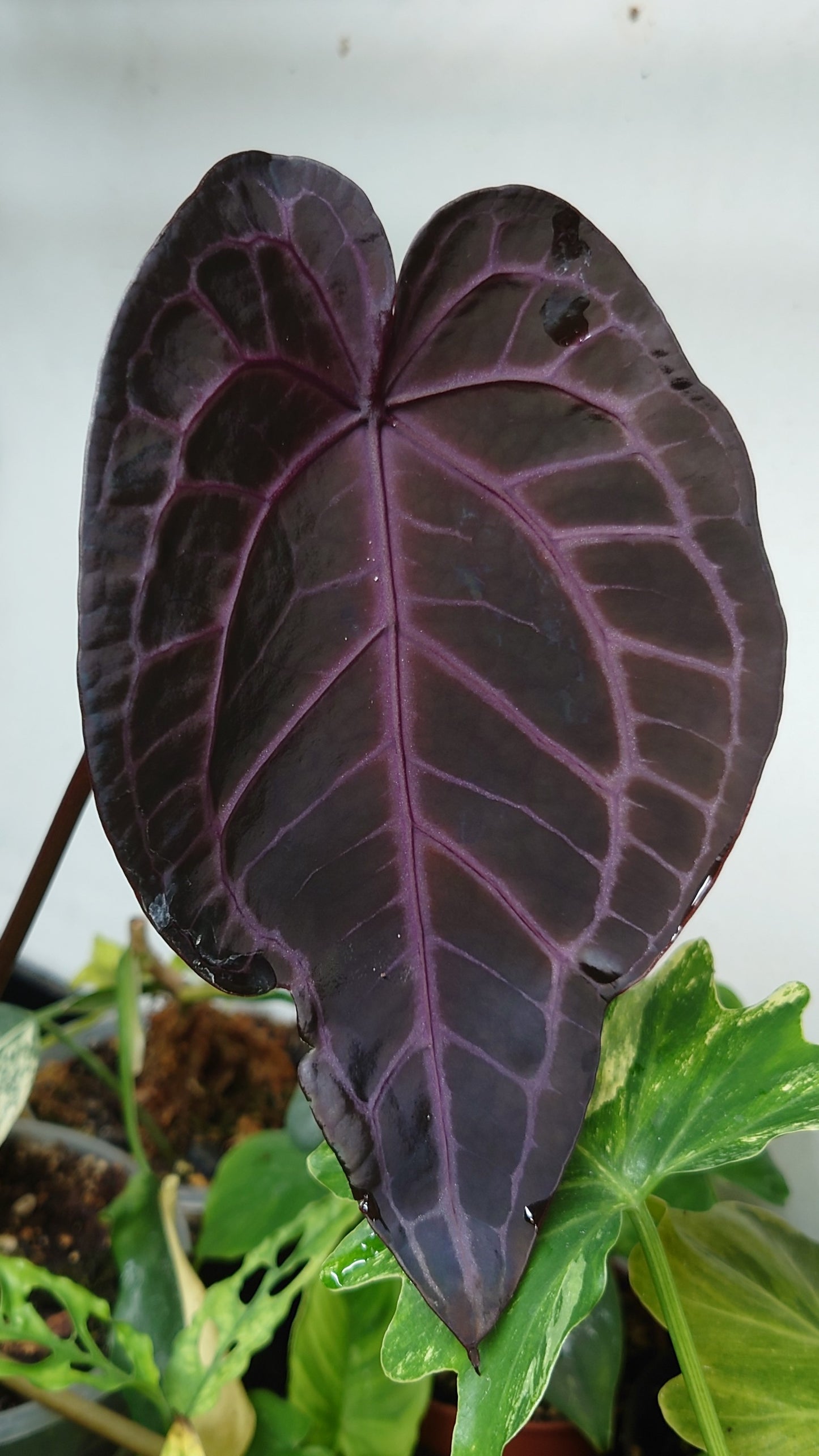 Anthurium Doc Block 'Zara'x'Michelle' Selected Dark x Papillilaminum 'Fort Sherman', Bigger Select plants